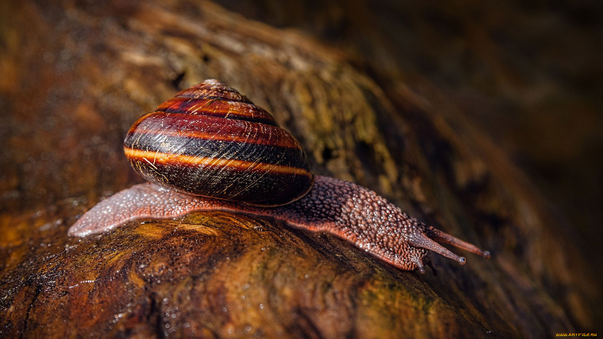 животные, улитки, улитка