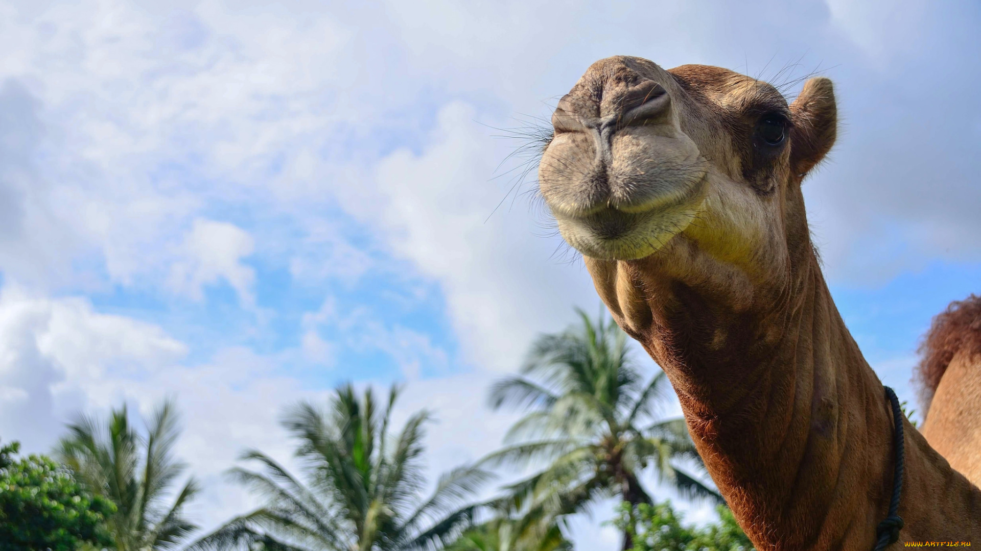 животные, верблюды, верблюд