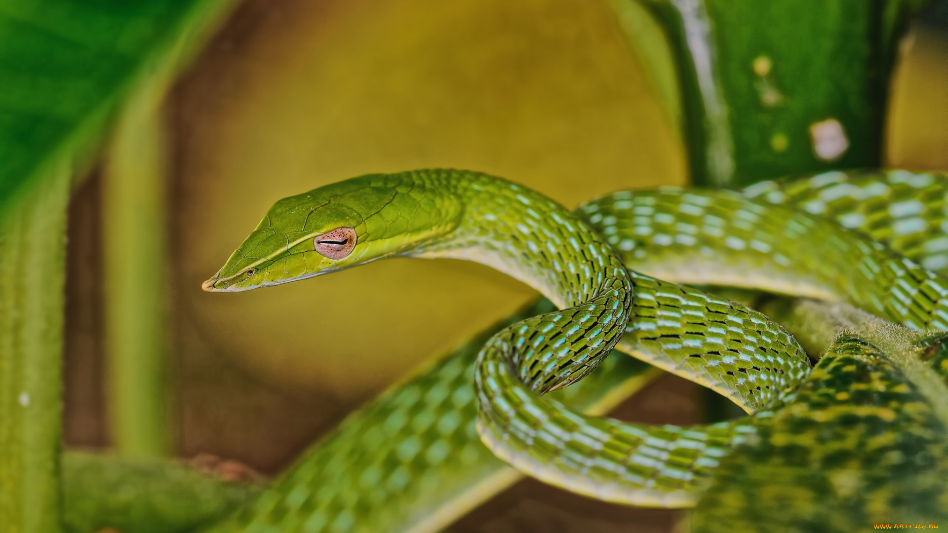 животные, змеи, , питоны, , кобры, змея, древесная