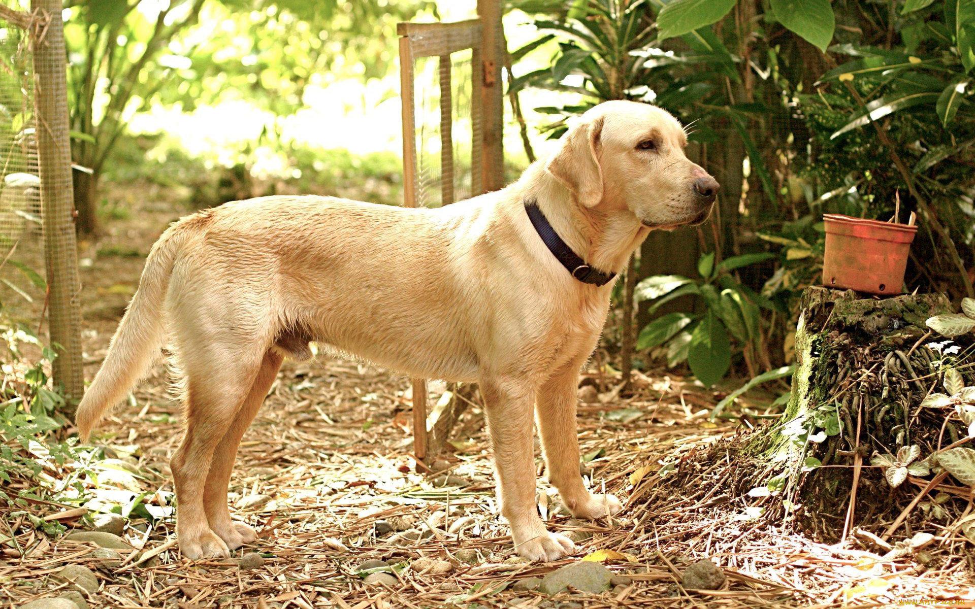 животные, собаки, взгляд