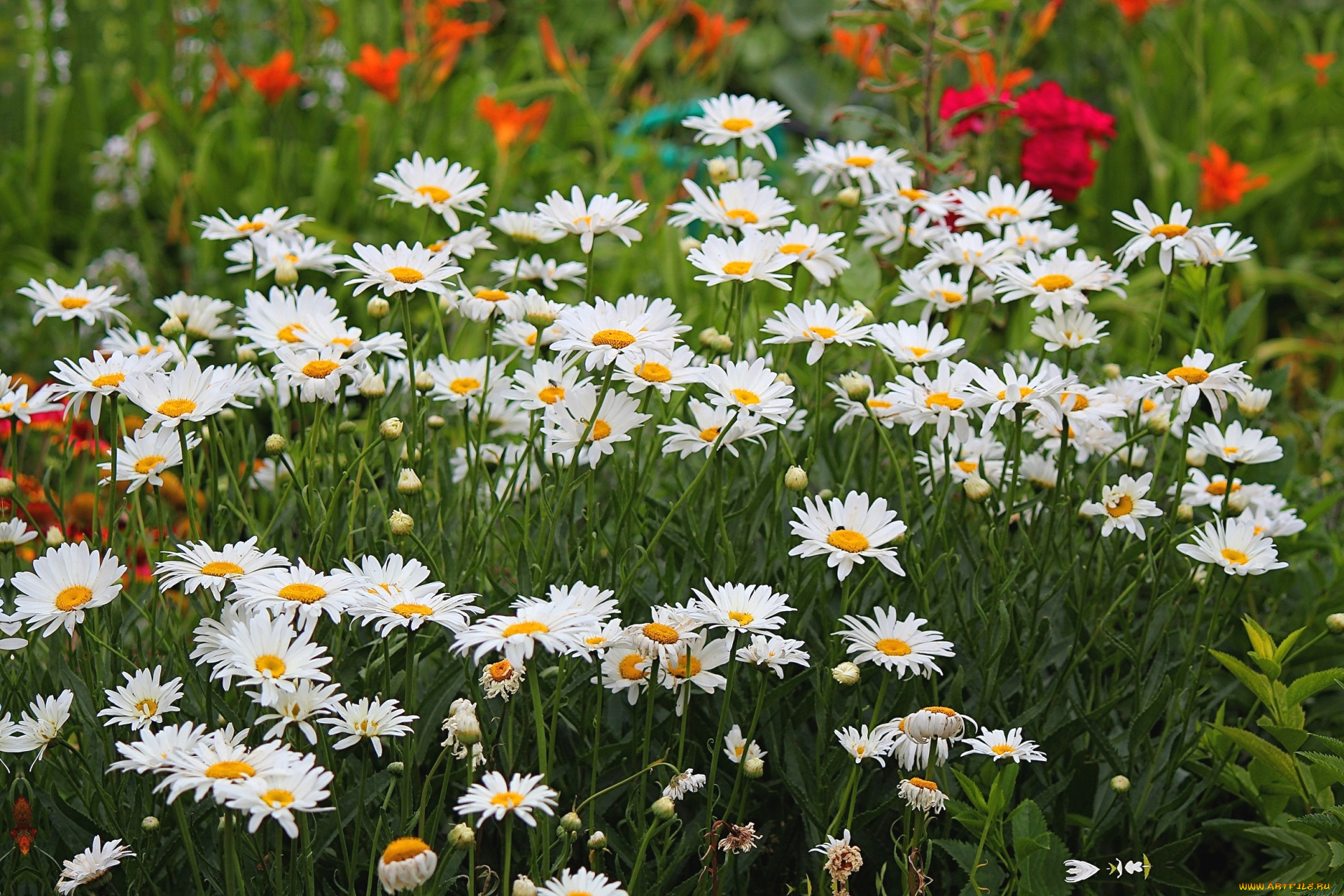 цветы, ромашки, белый