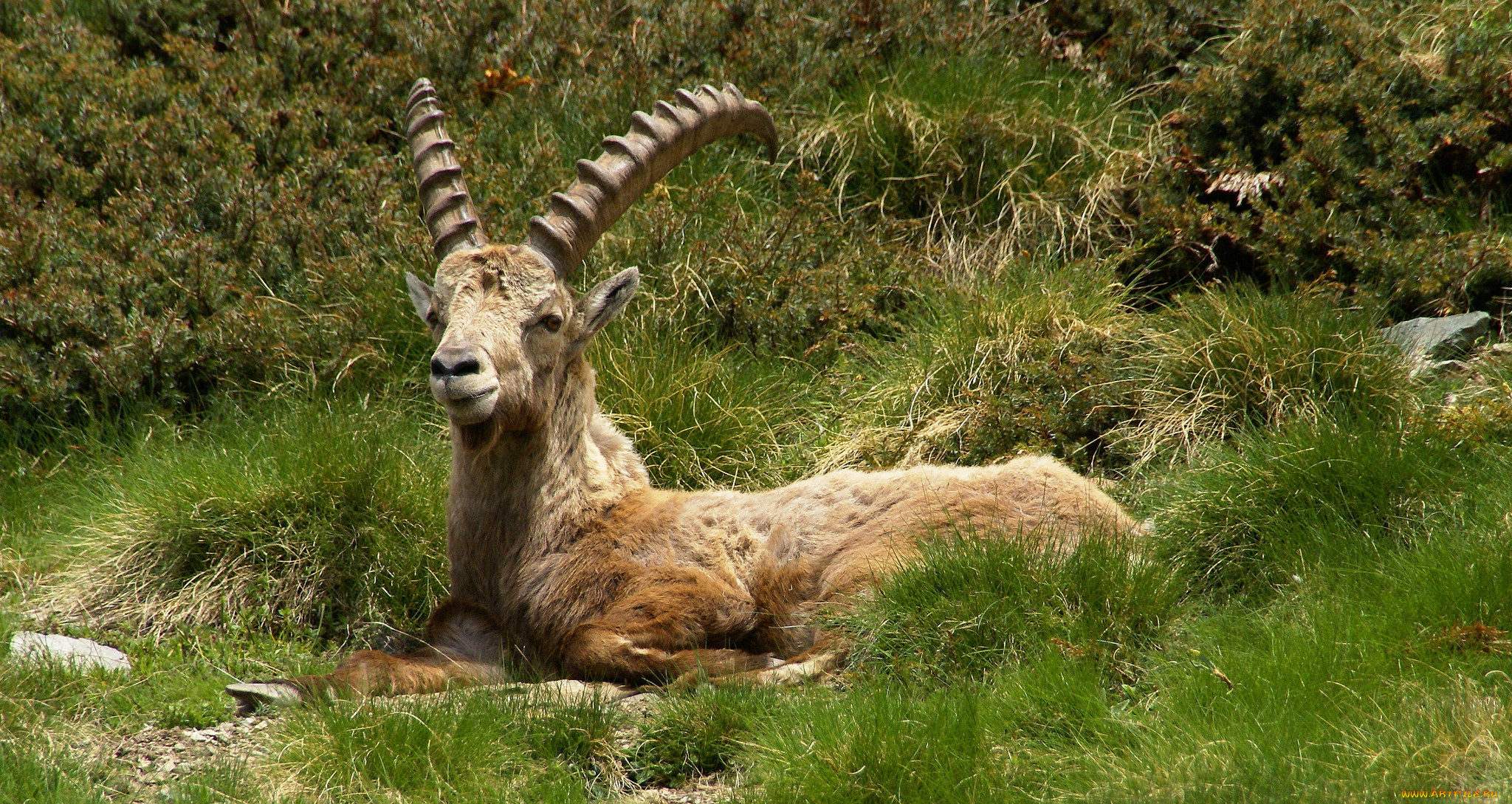 животные, козы, козел, горный