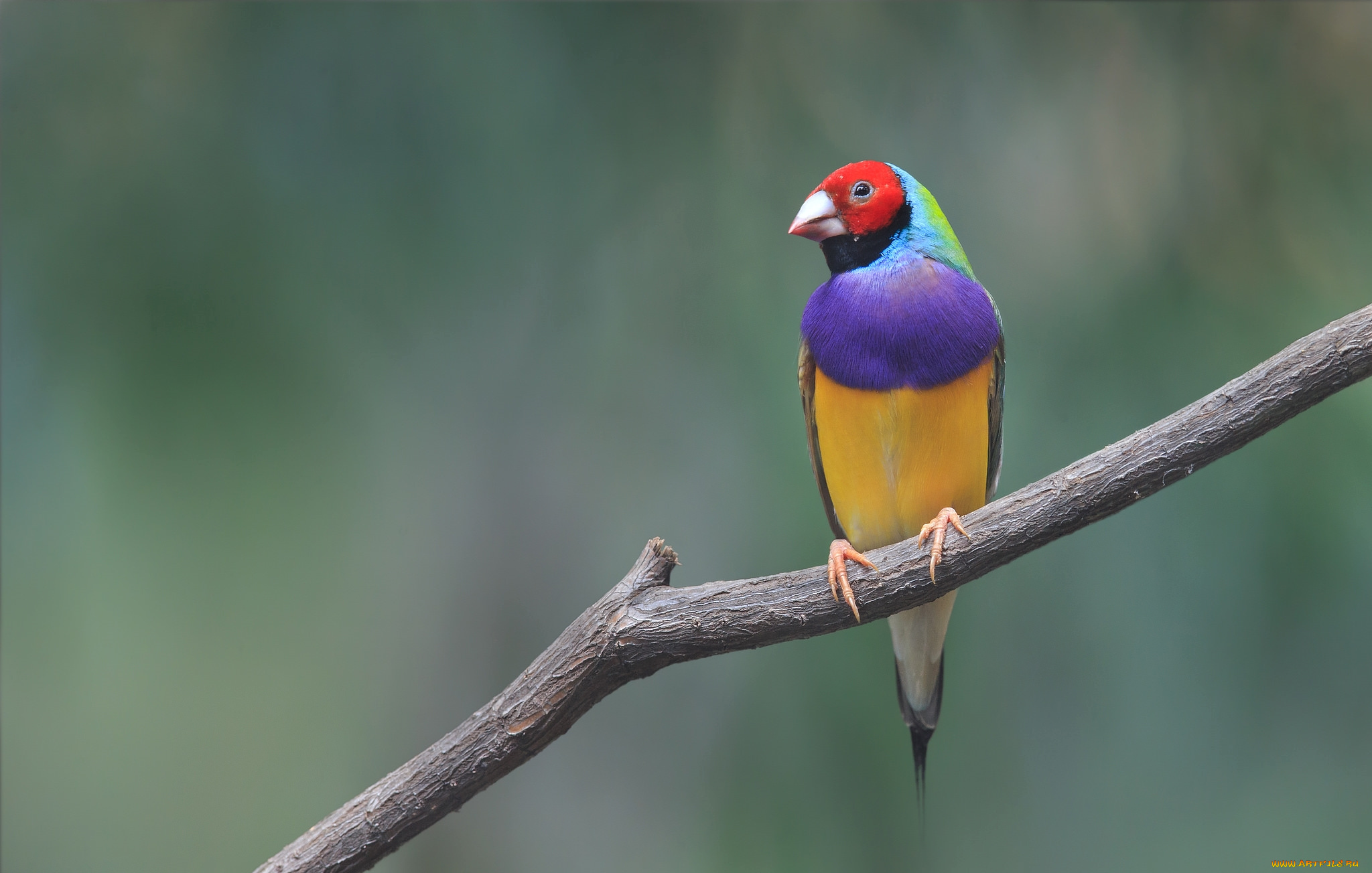 животные, амадины, , зяблики, , астрильды, цветной