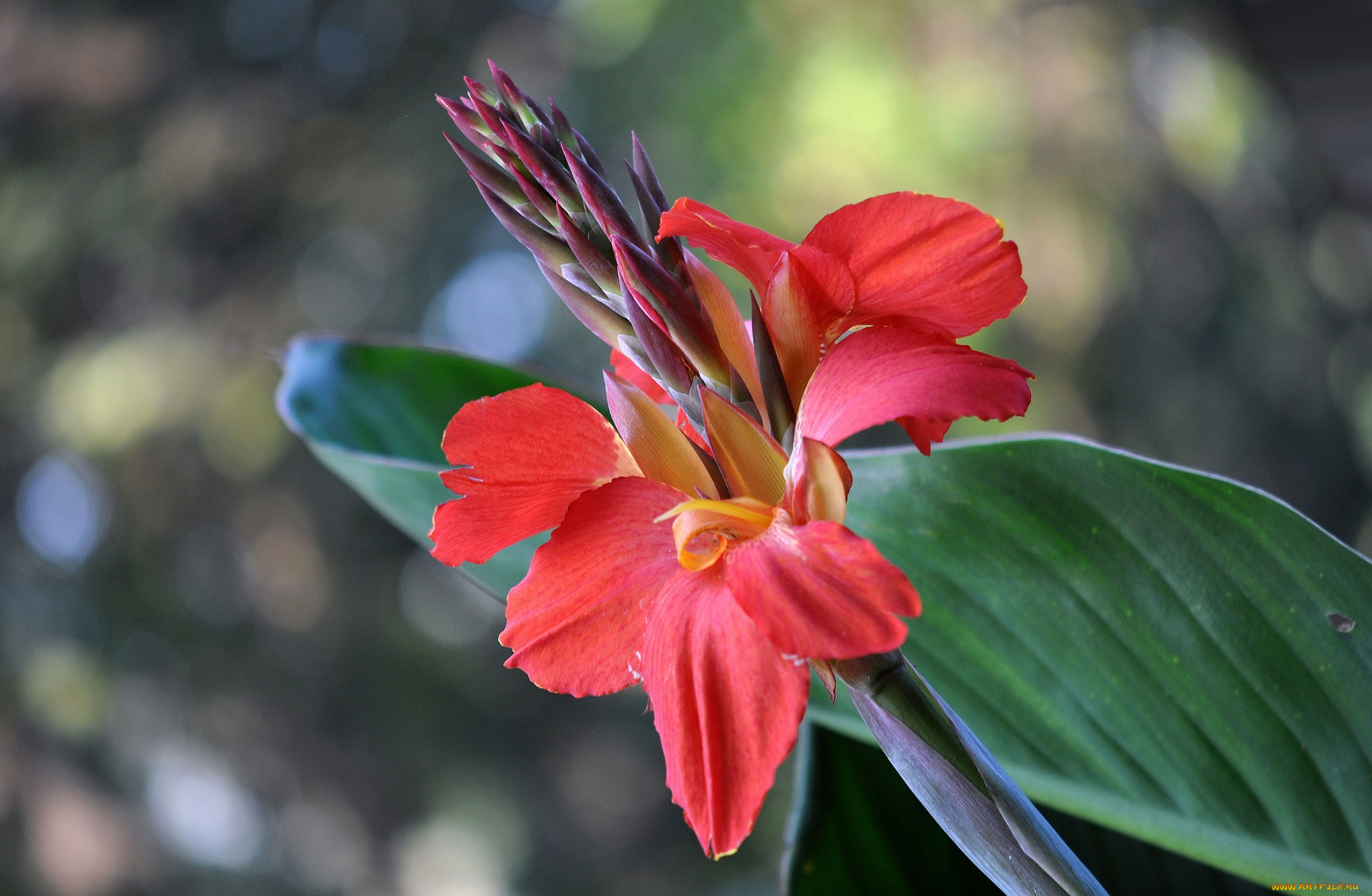 цветы, канна, красный