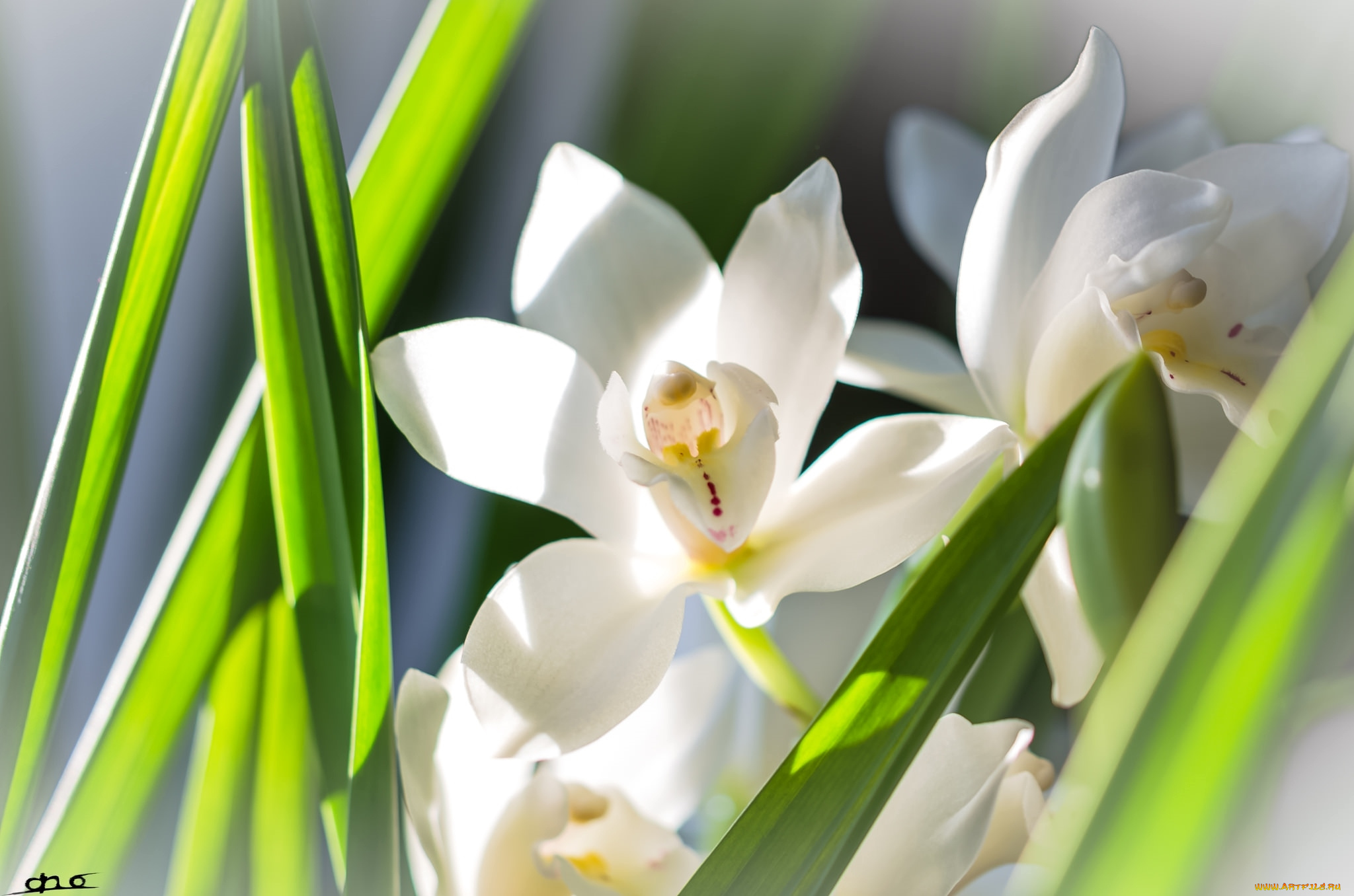 цветы, орхидеи, белый