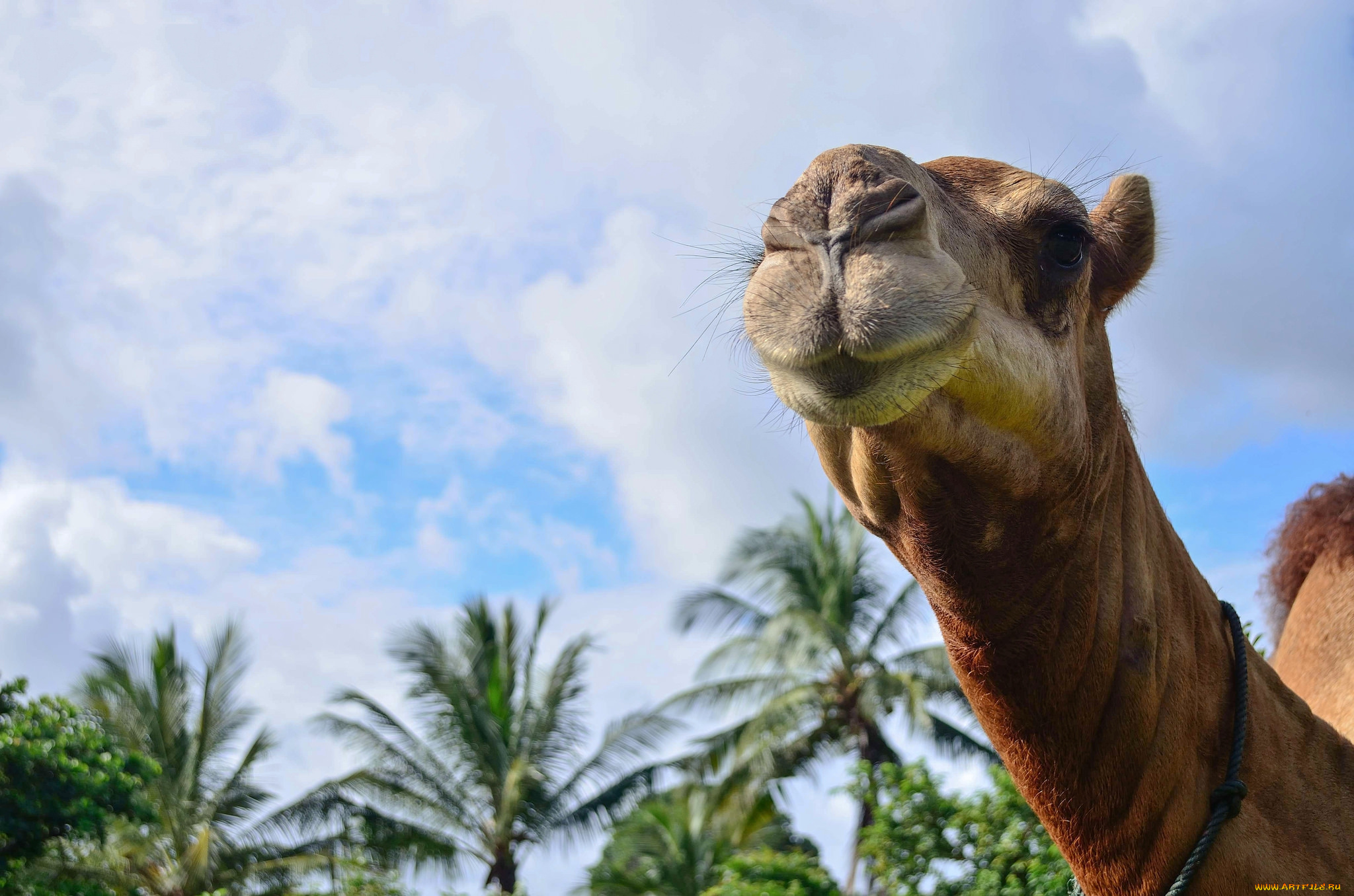животные, верблюды, верблюд