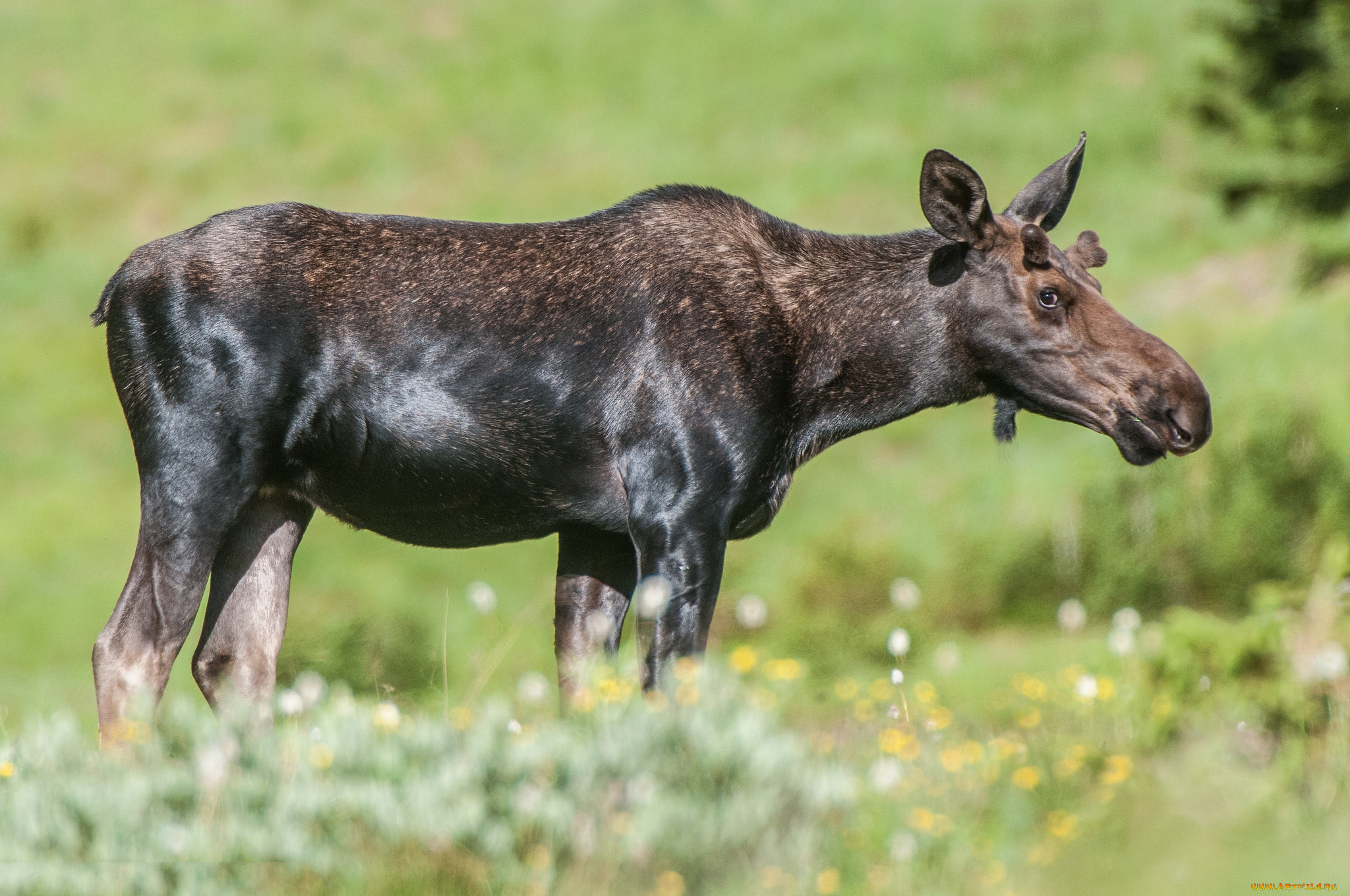 животные, лоси, сохатый