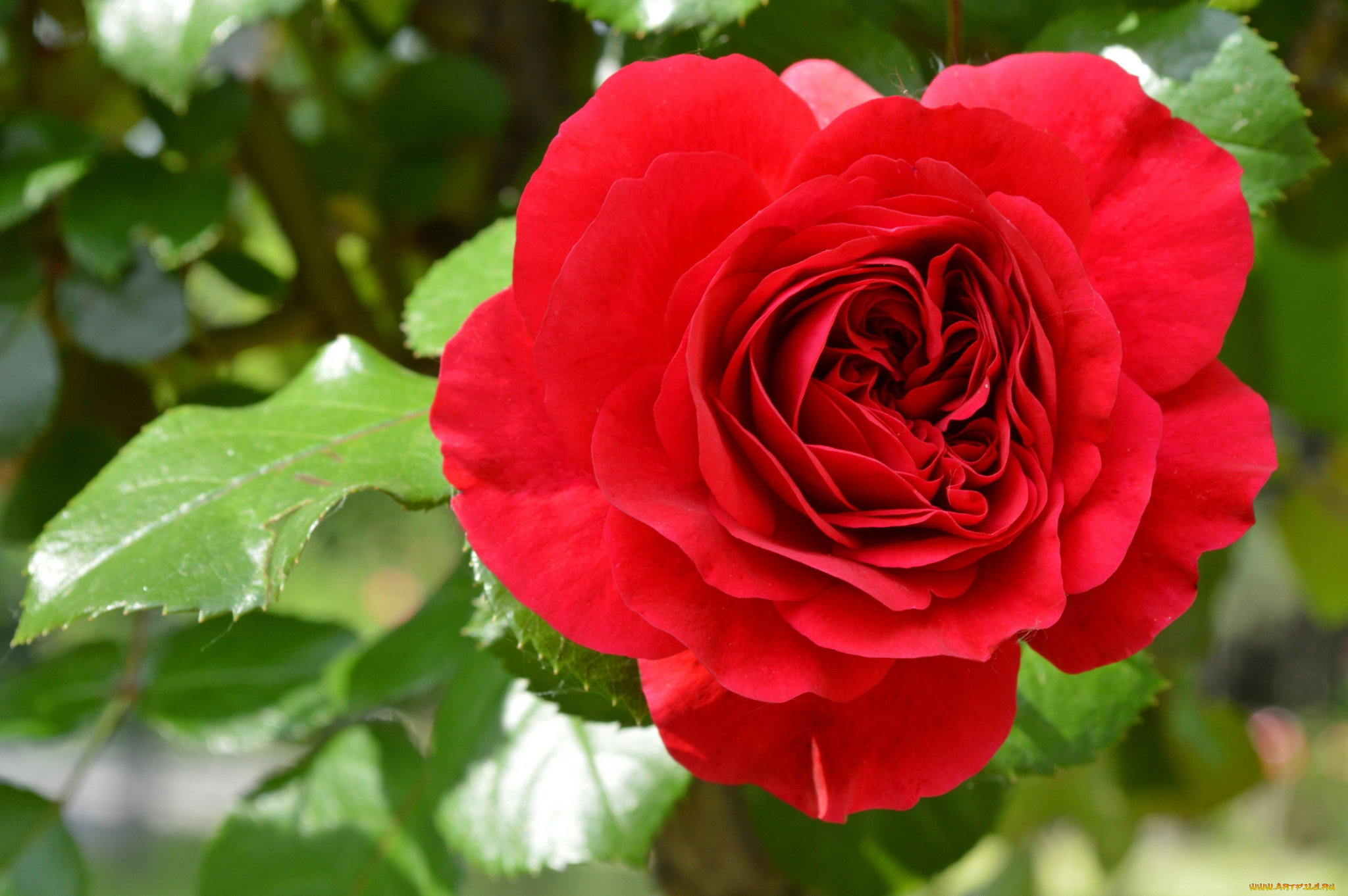 цветы, розы, красный