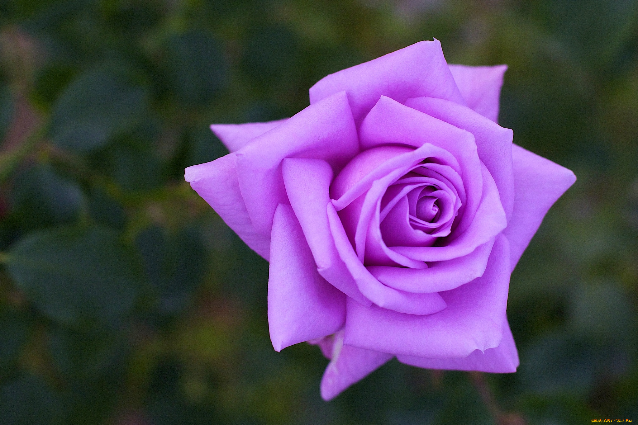 цветы, розы, макро