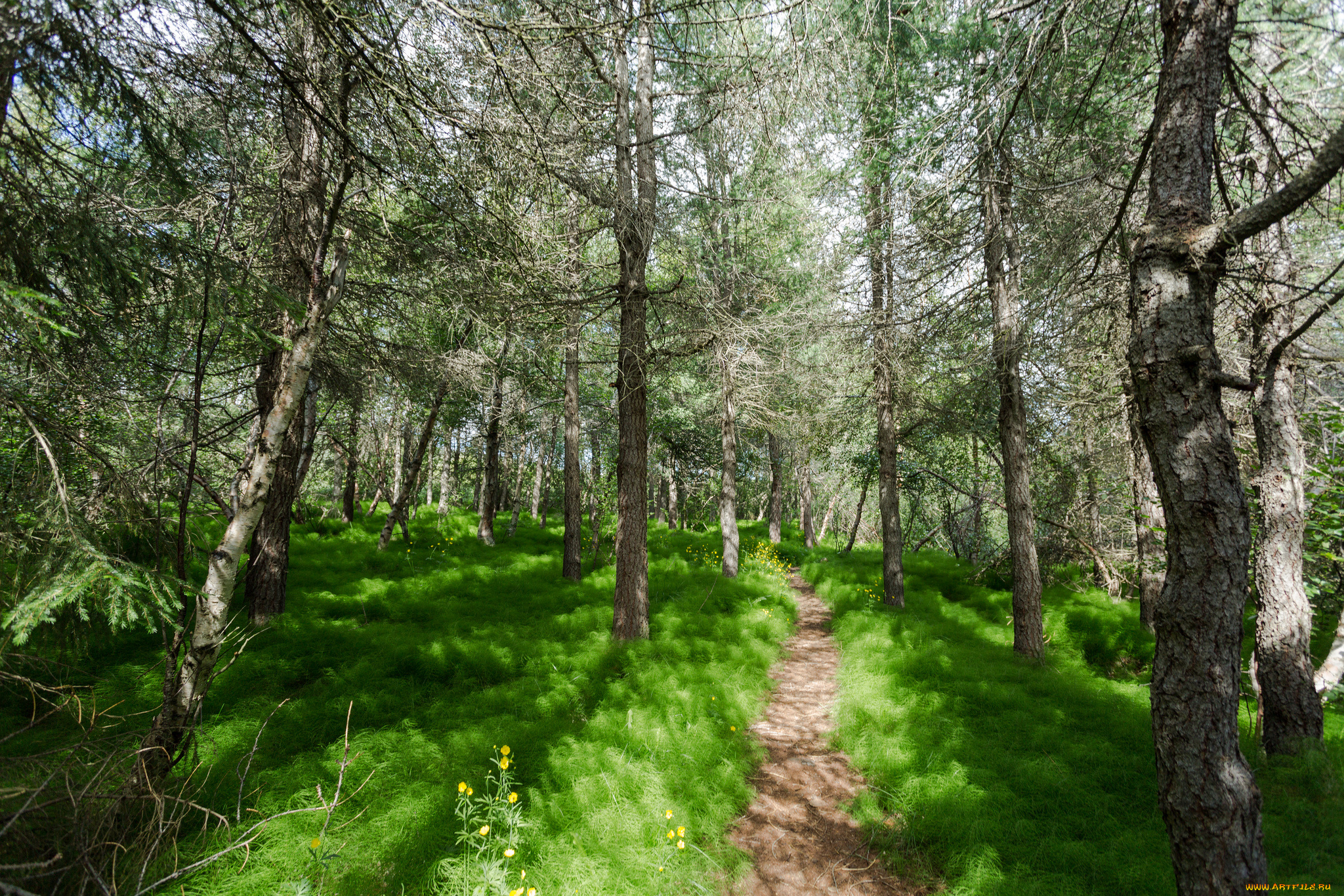 природа, дороги, лес, тропинка