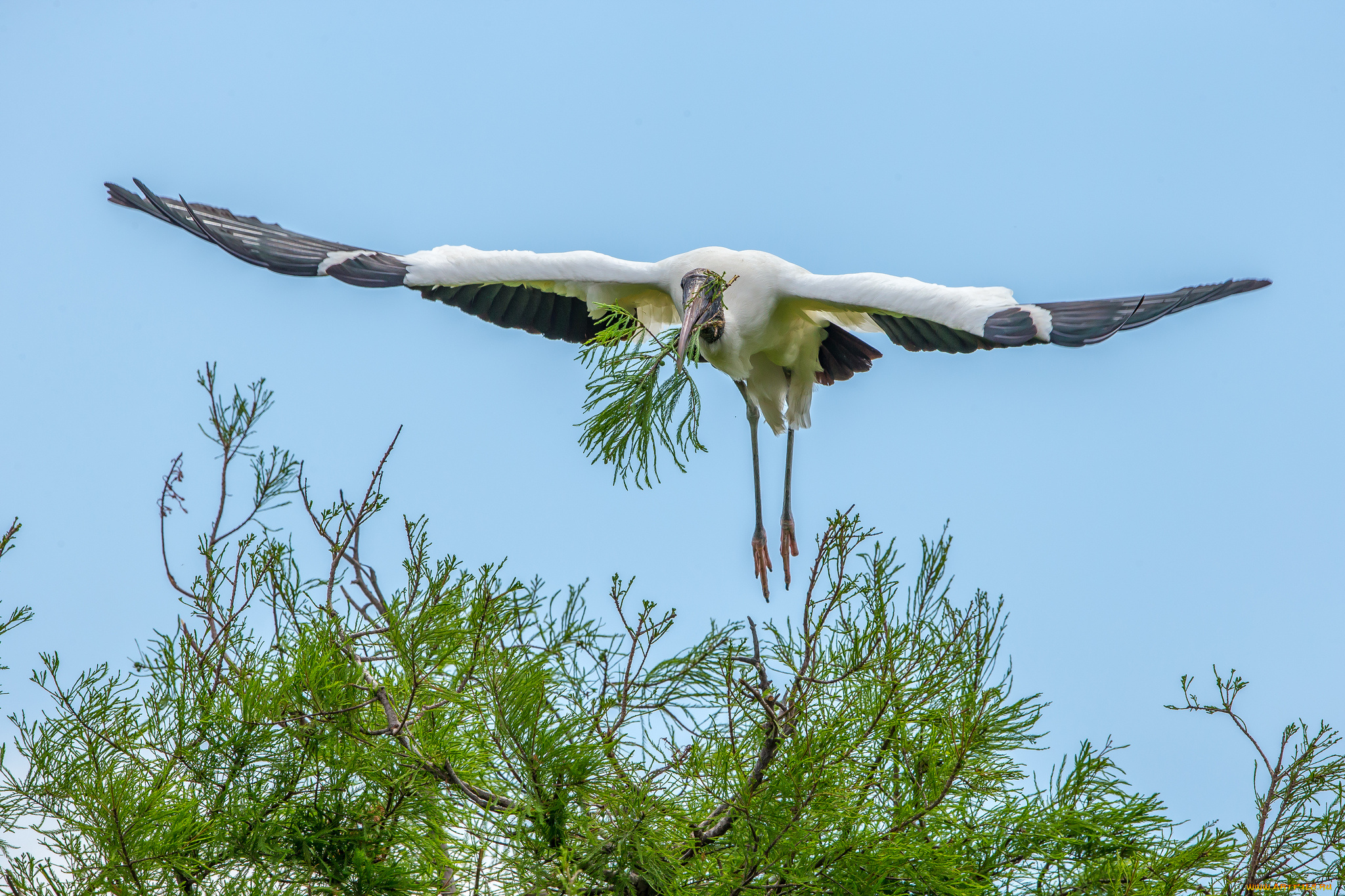 животные, аисты, аист