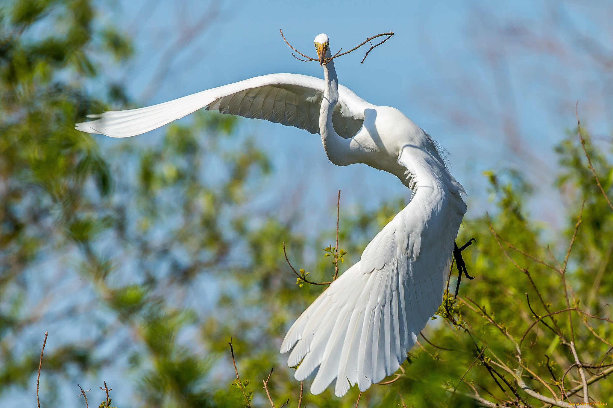 животные, цапли, , выпи, цапля, белая