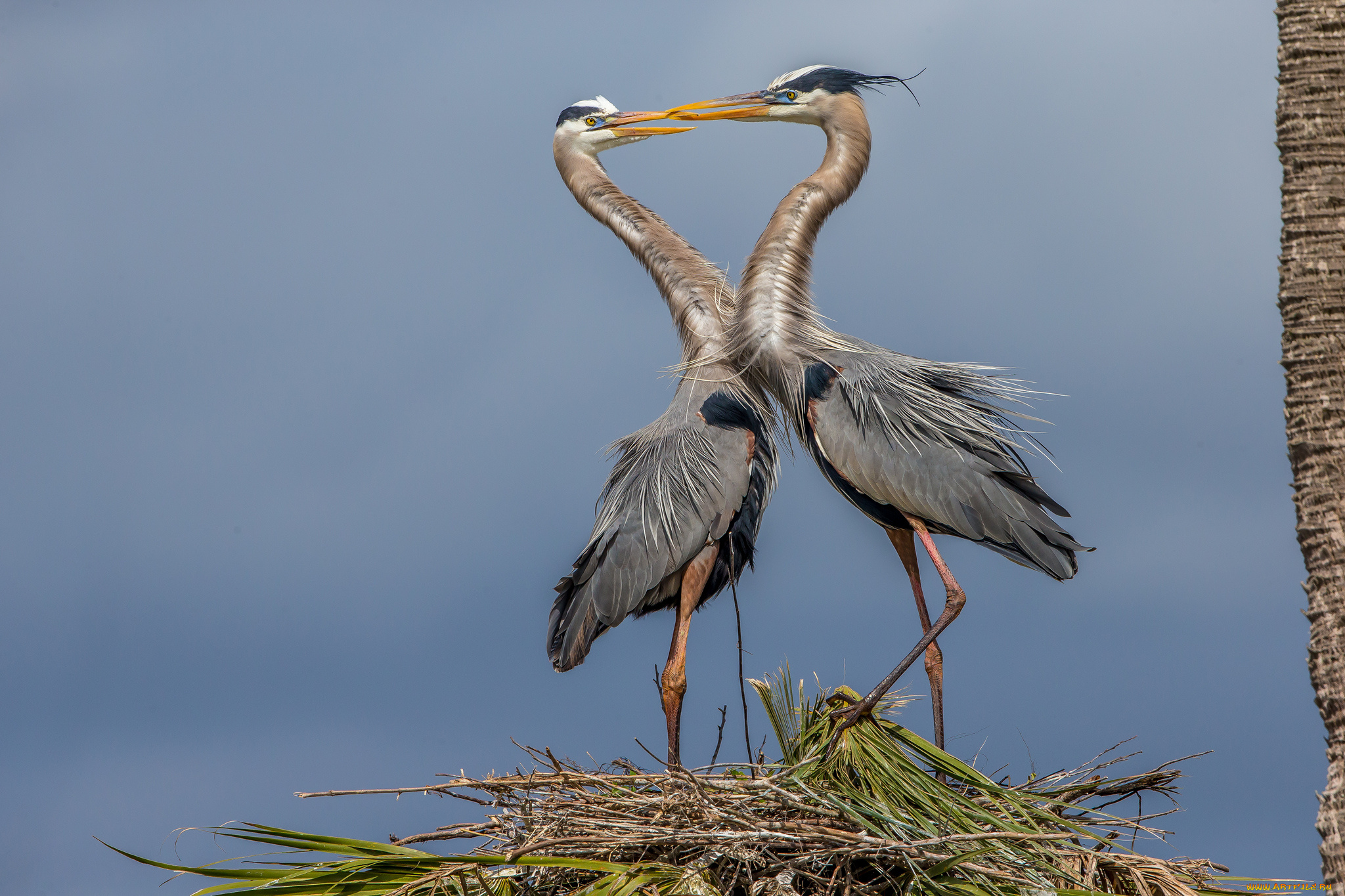 животные, цапли, , выпи, серые