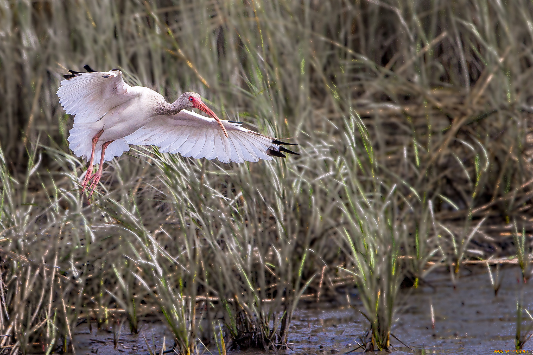 животные, ибисы, , колпицы, аист, болото