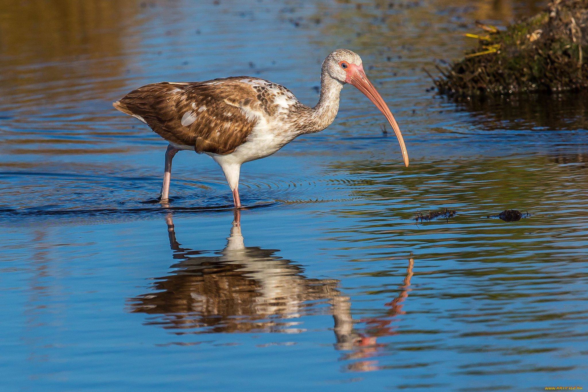 животные, ибисы, , колпицы, птица, водоем