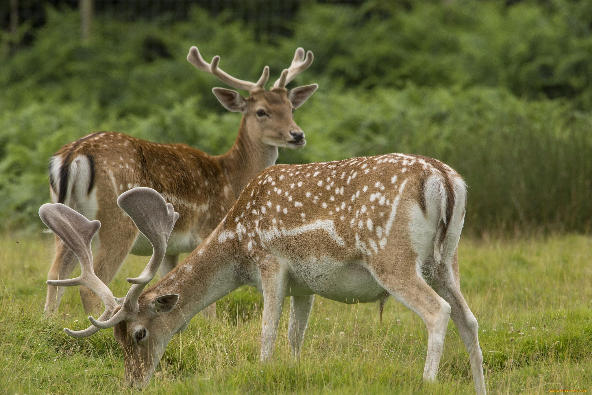 животные, олени, пятнистые
