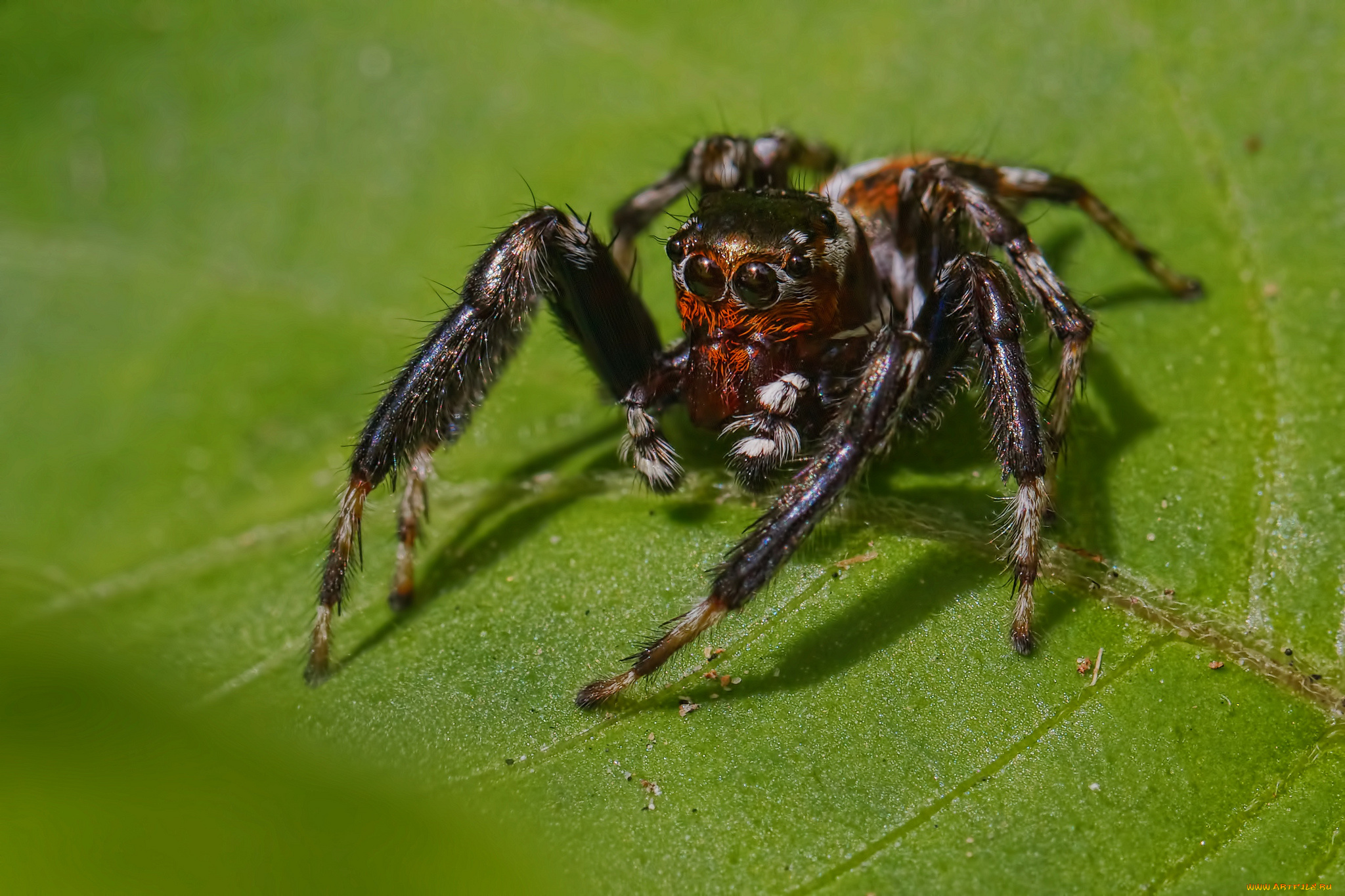животные, пауки, паучок