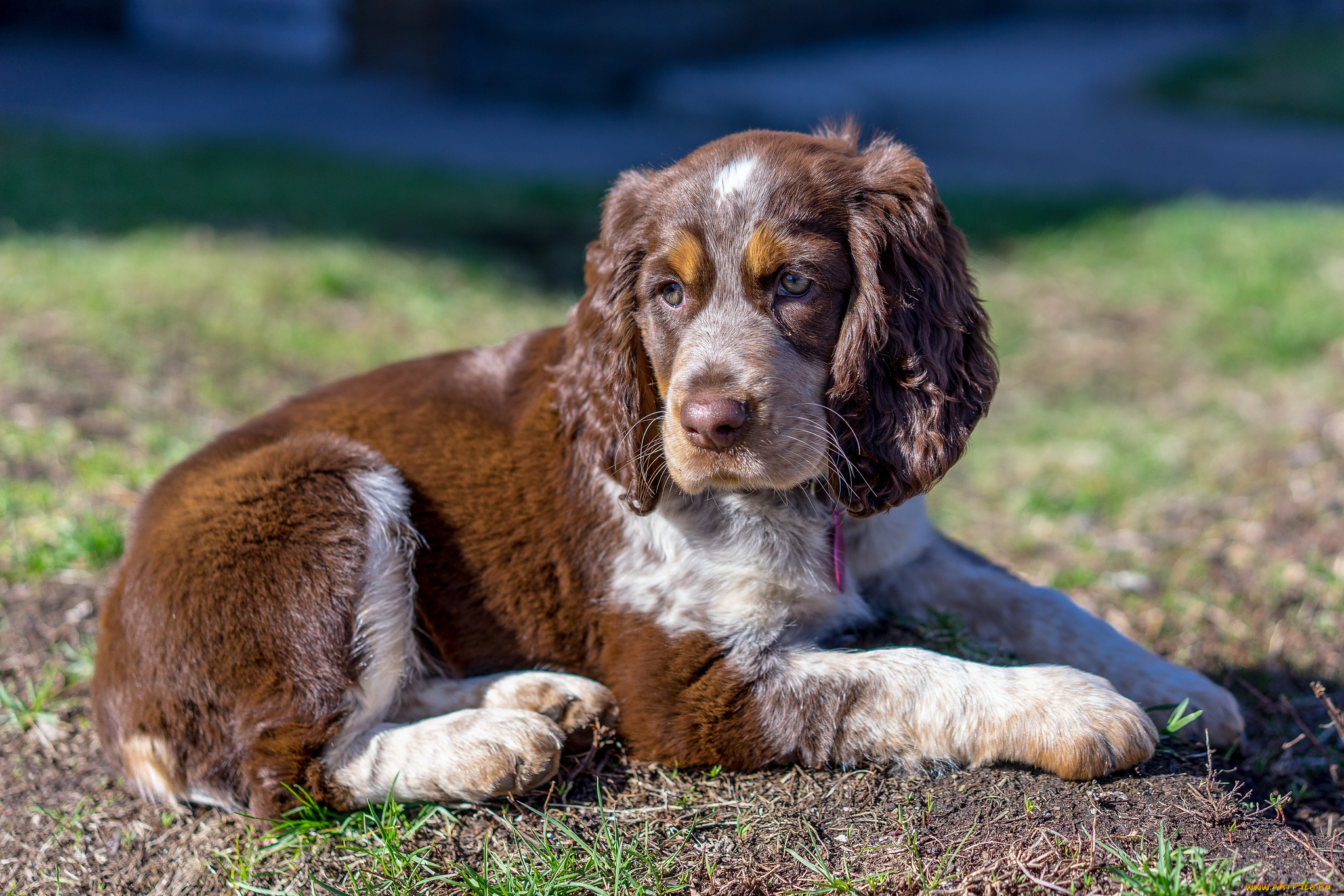 животные, собаки, щенок