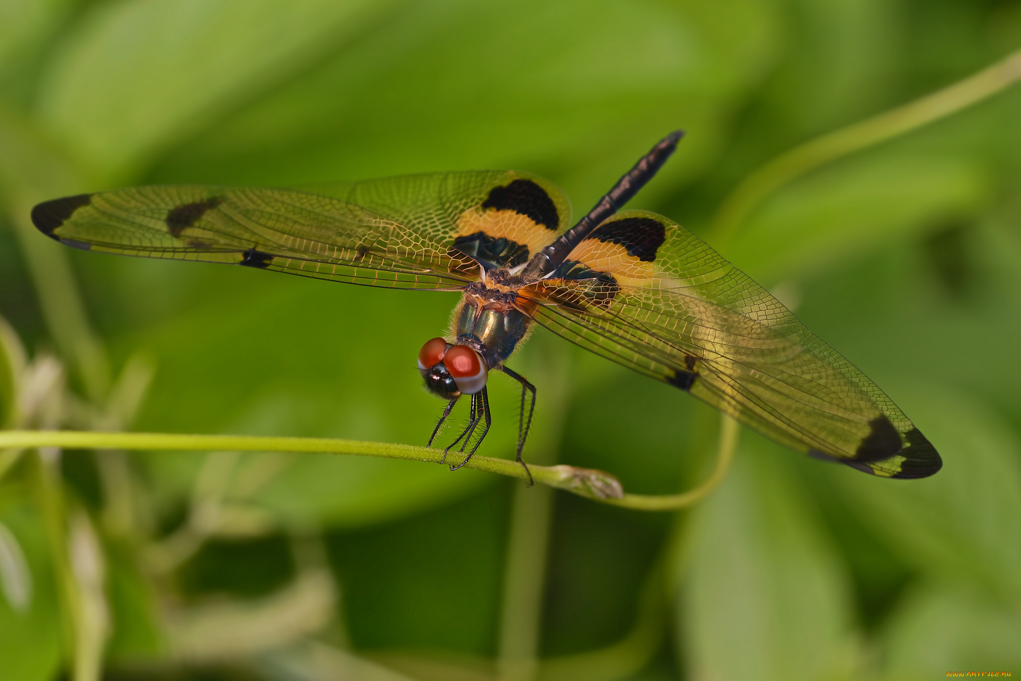 животные, стрекозы, стрекоза