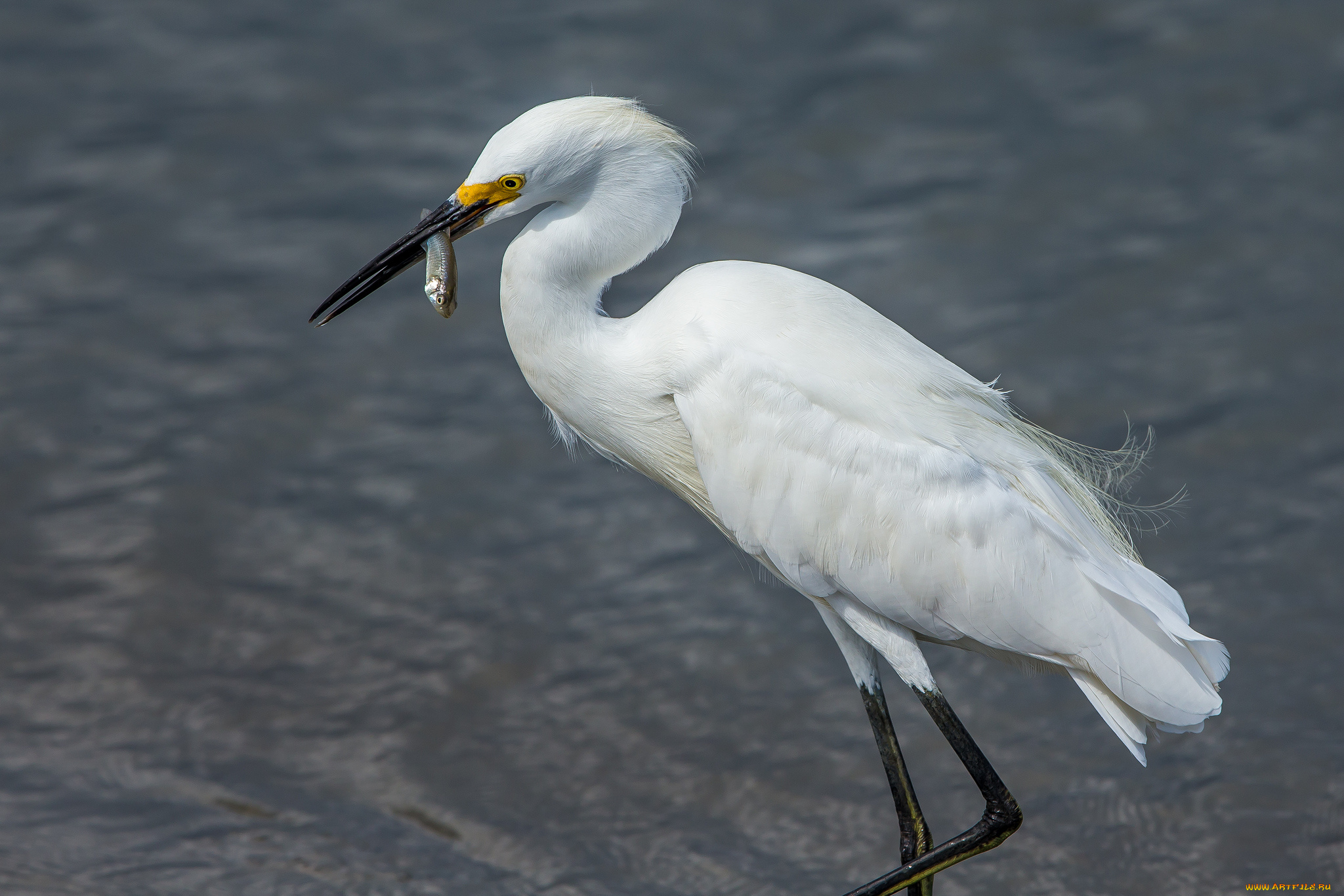 животные, цапли, , выпи, цапля, белая