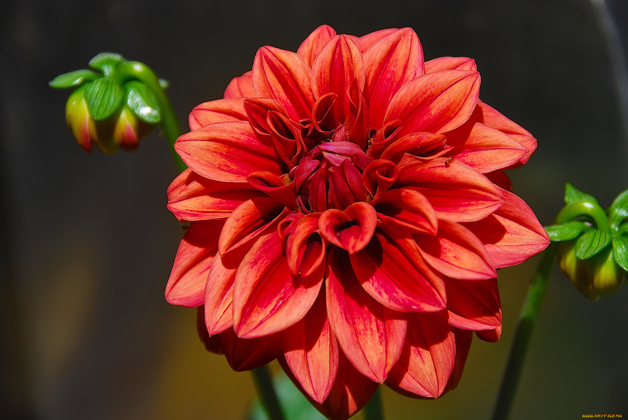 цветы, георгины, красный