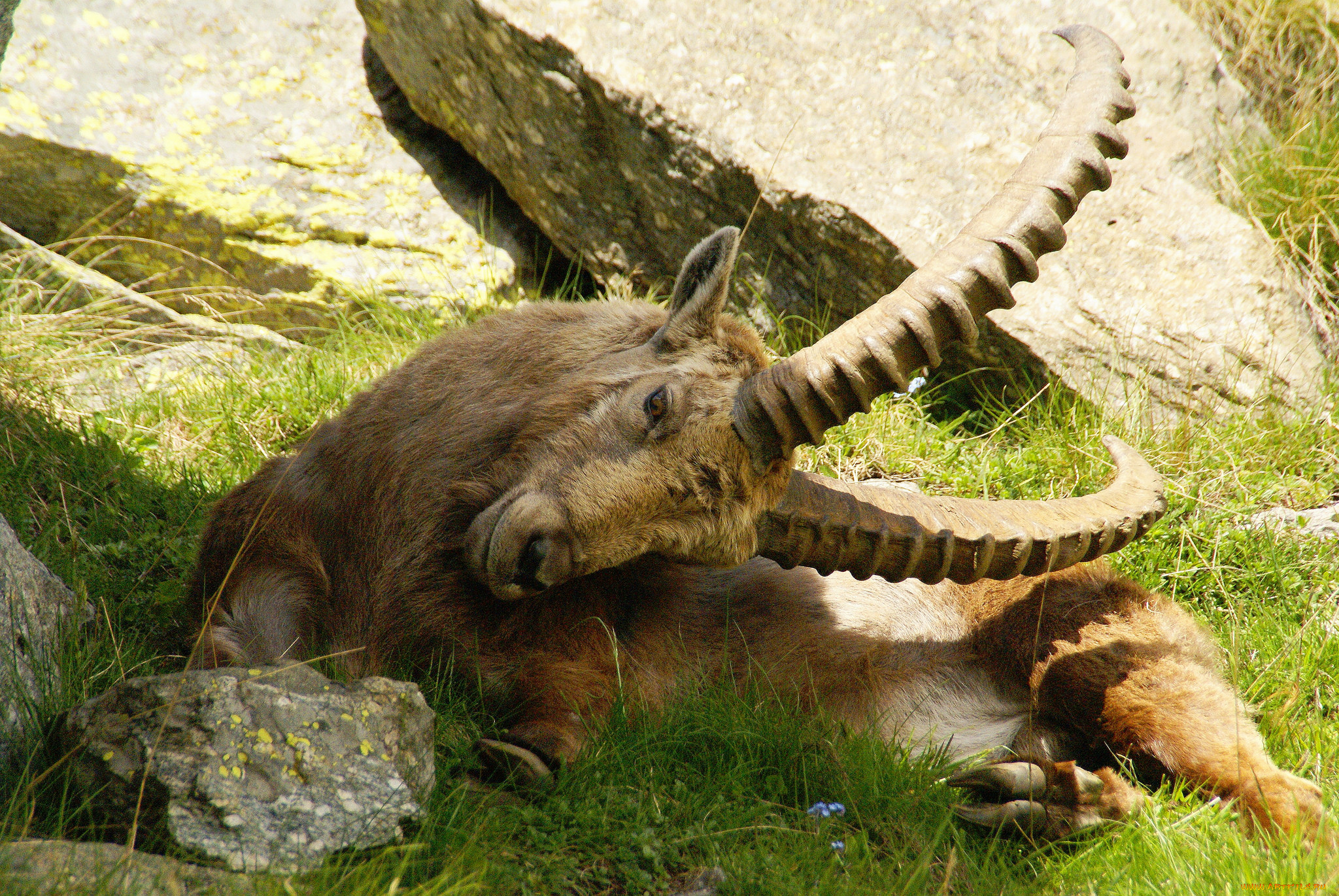 животные, козы, козел, горный