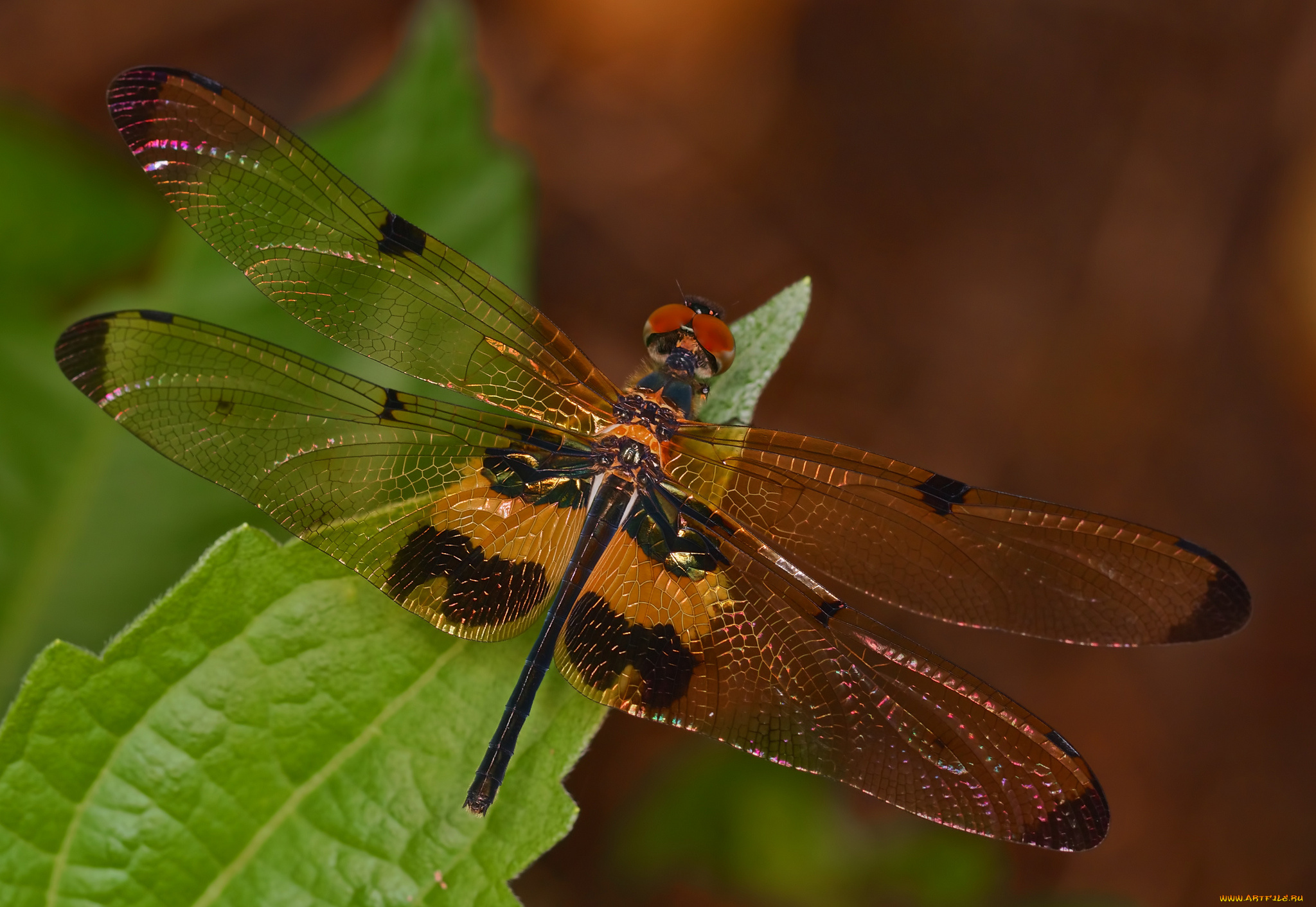 животные, стрекозы, стрекоза