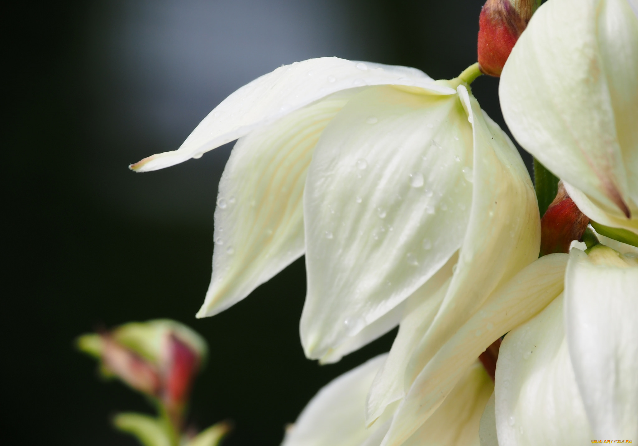 цветы, юкка, макро