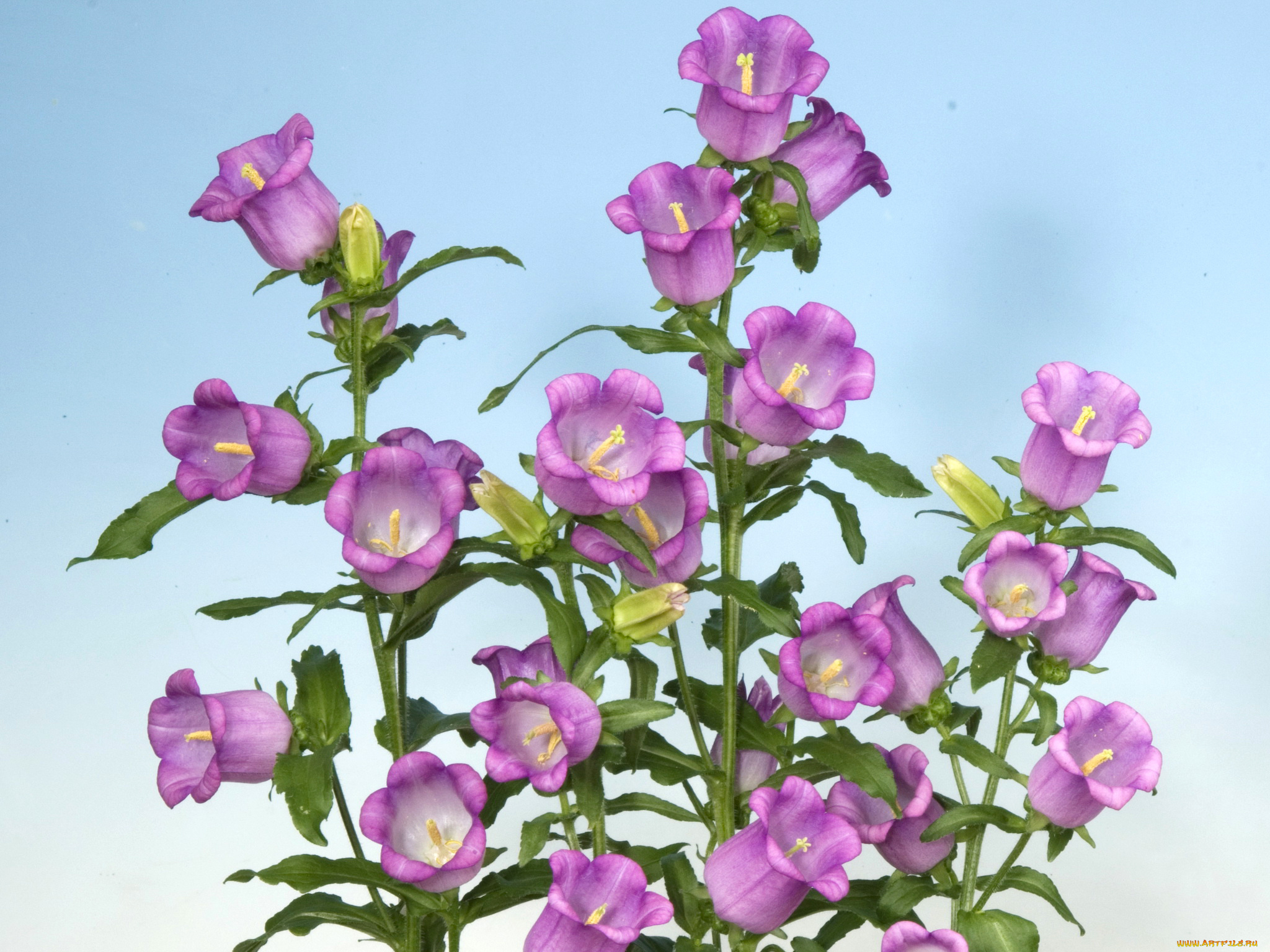 цветы, колокольчики, розовые