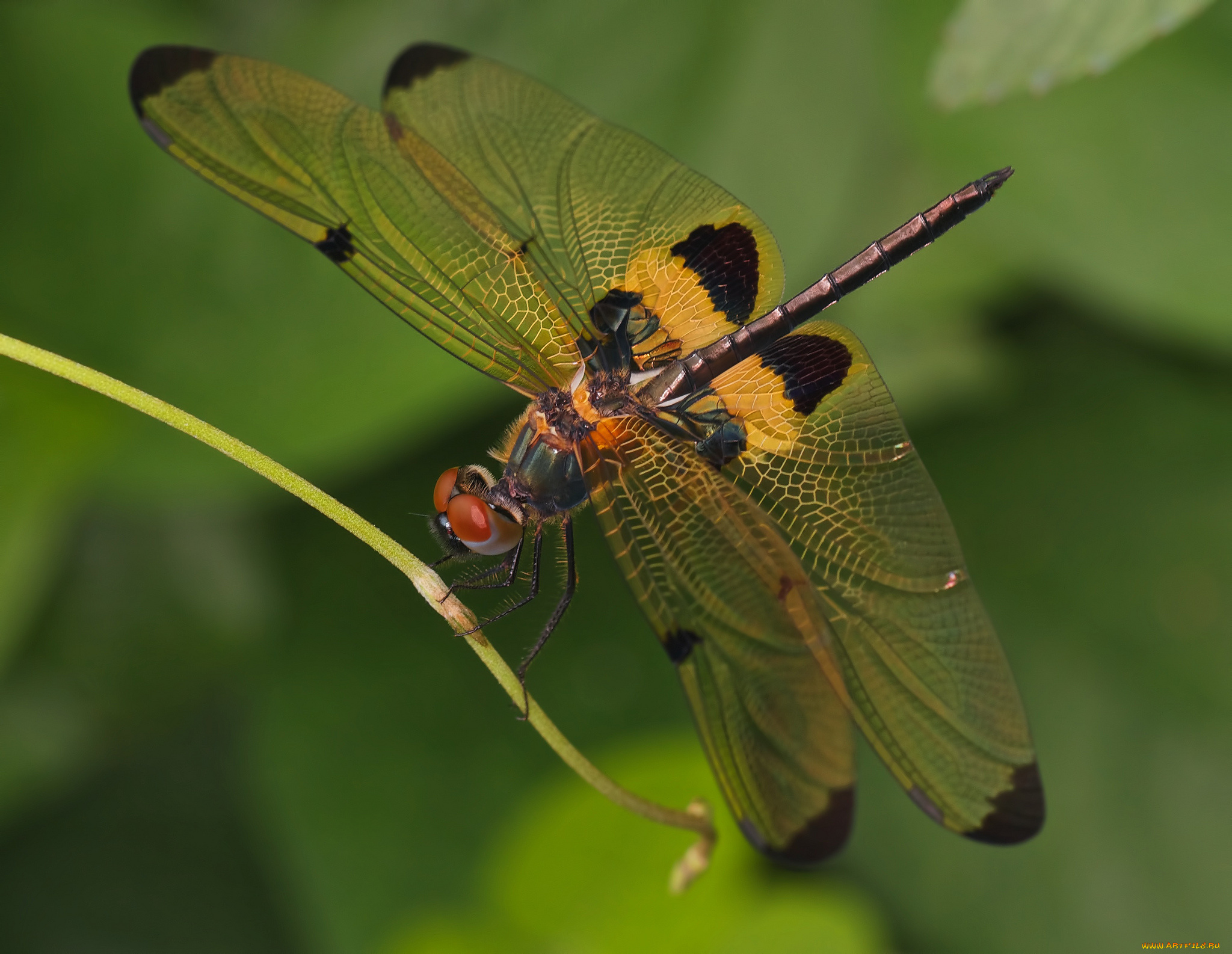 животные, стрекозы, стрекоза