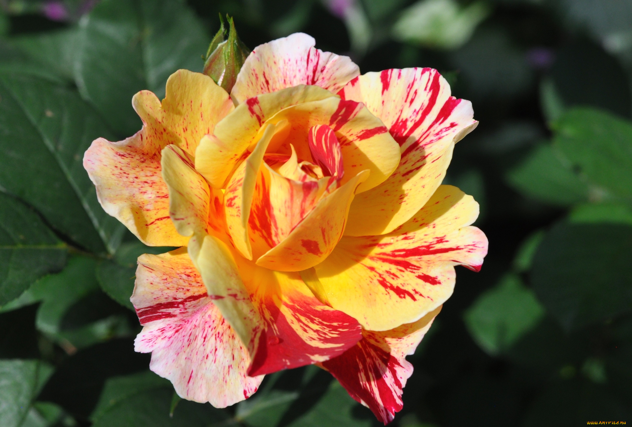 цветы, розы, пестрый