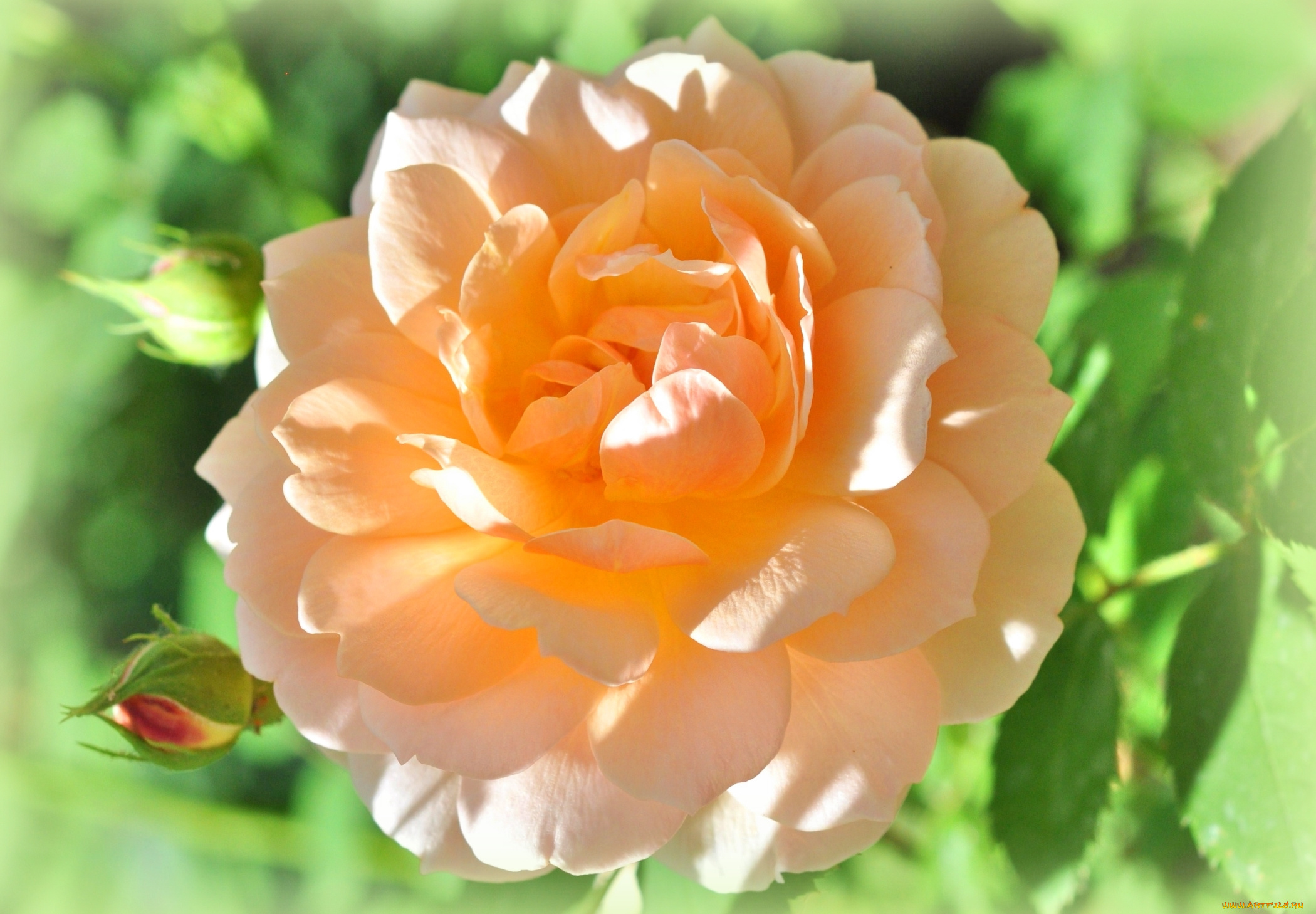 цветы, розы, макро