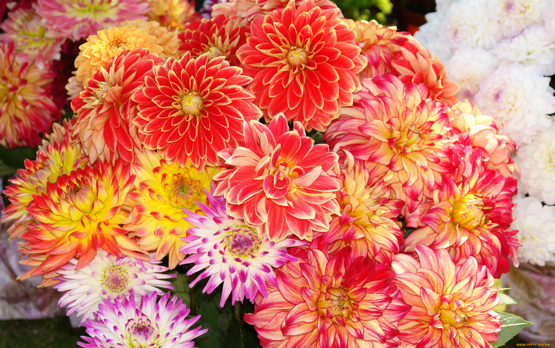 цветы, георгины, много