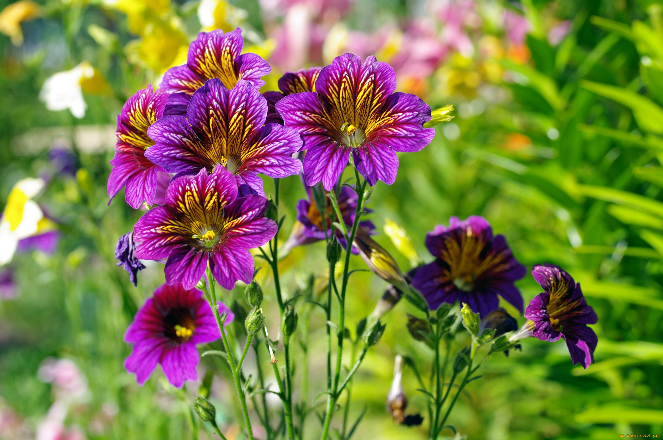 цветы, сальпиглоссис, лиловый
