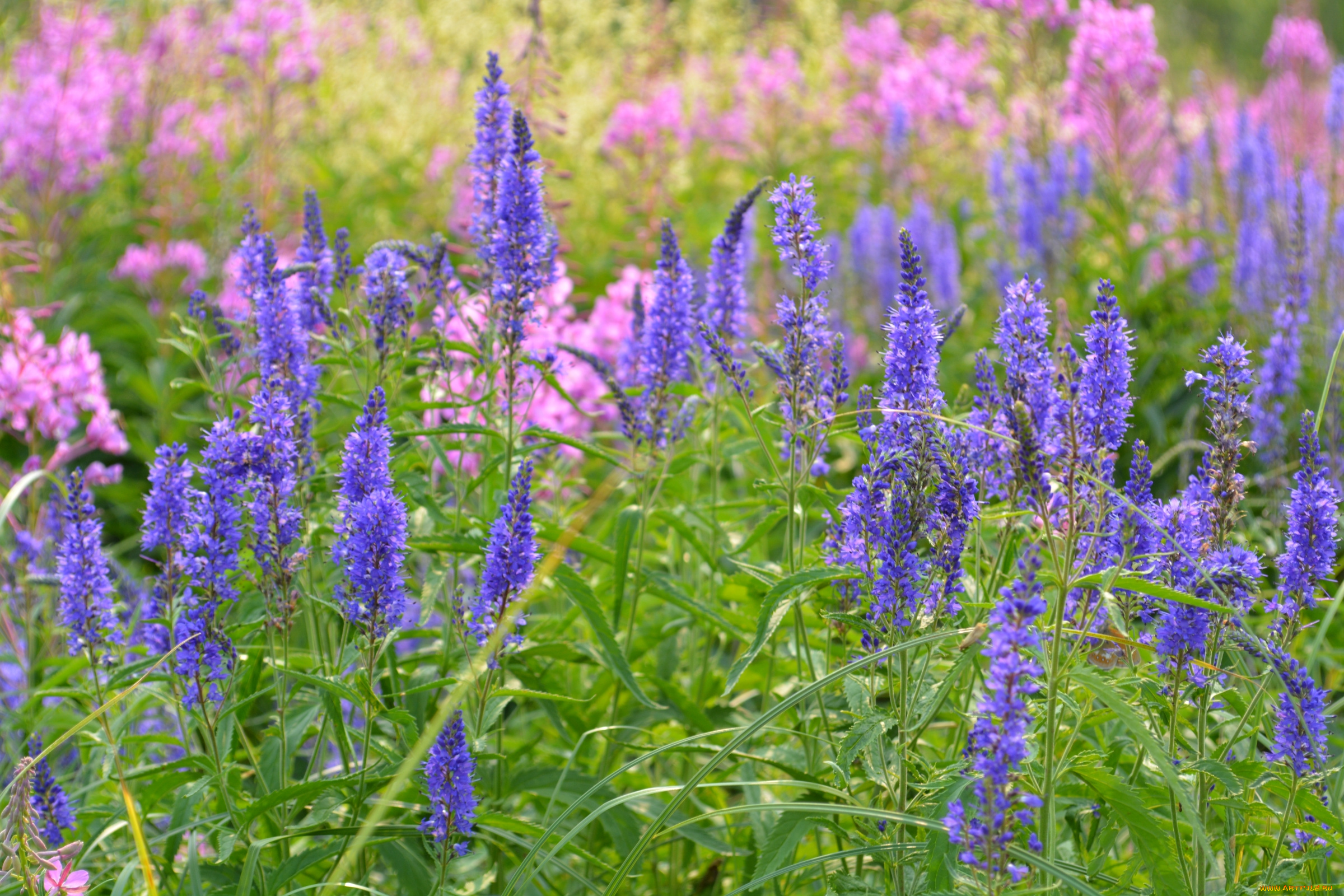 цветы, луговые, , полевые, , цветы, луг