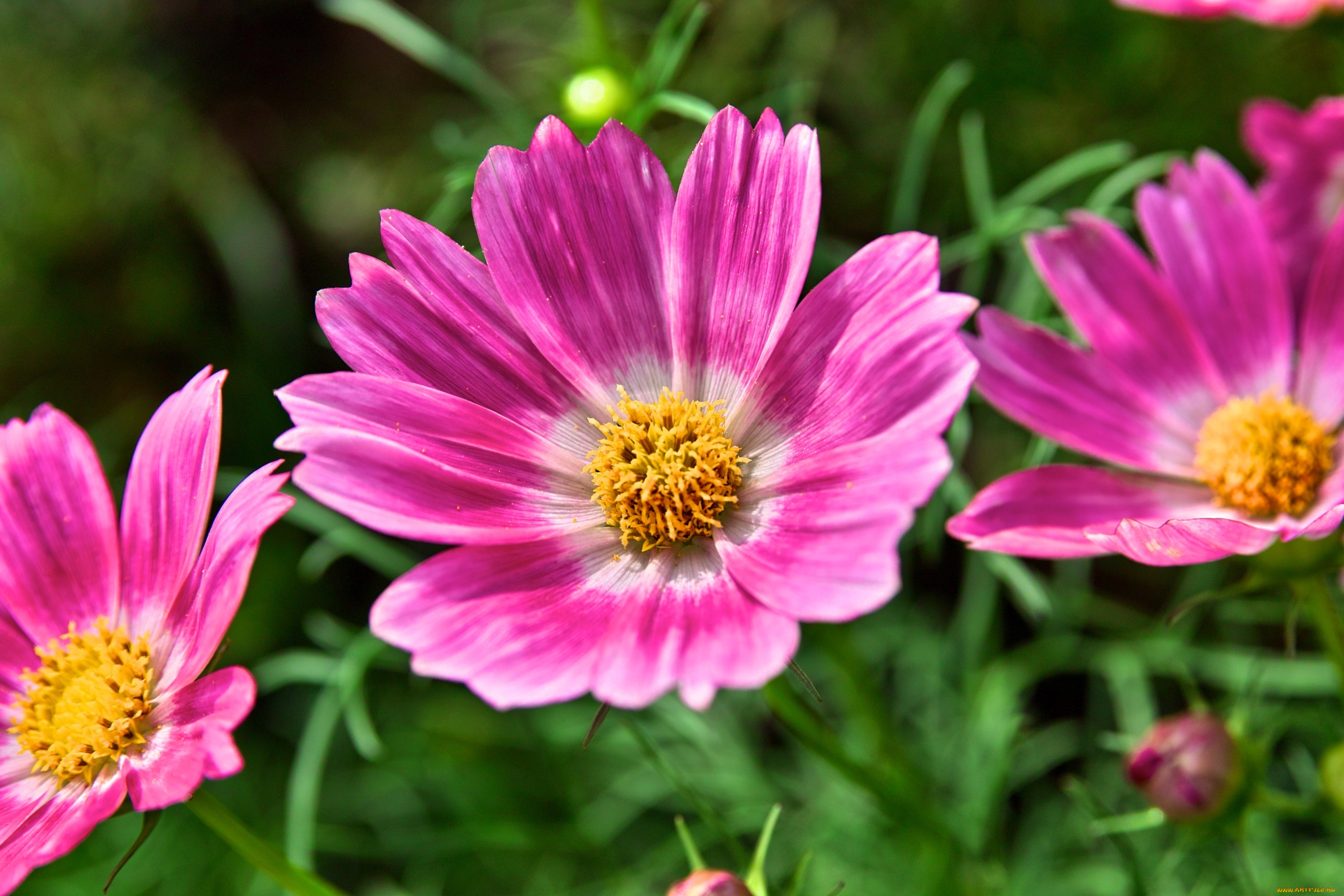 цветы, космея, макро