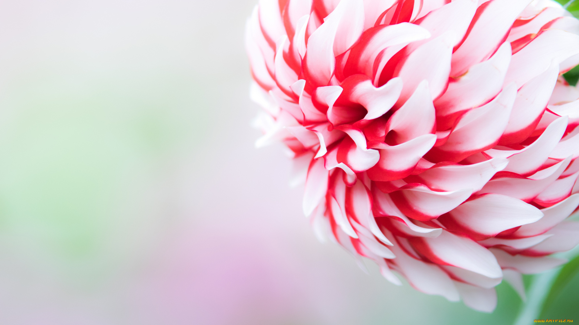 цветы, георгины, бутон, лепестки, цветок, обои