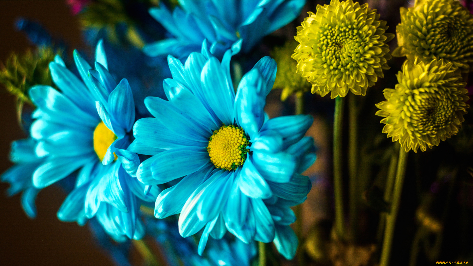 цветы, хризантемы, краски, макро, букет, лепестки