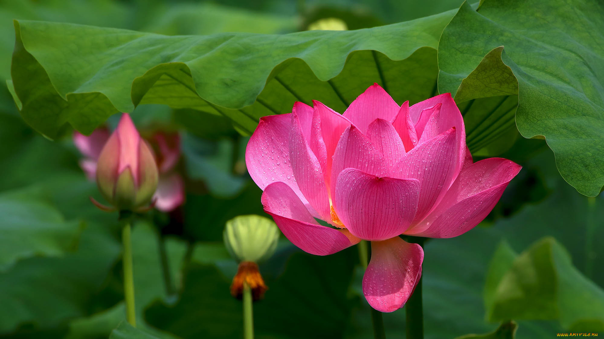 цветы, лотосы, бутон, лепестки, фон