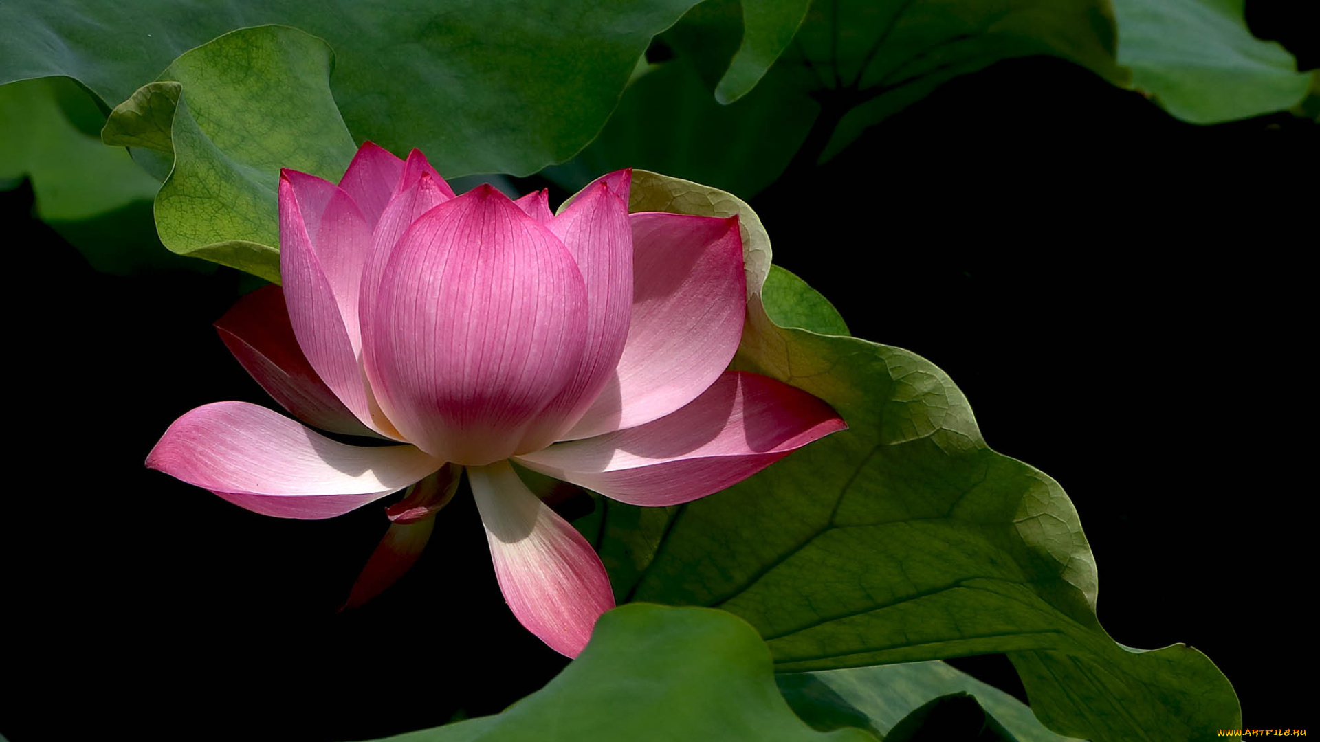 цветы, лотосы, фон, лепестки, бутон