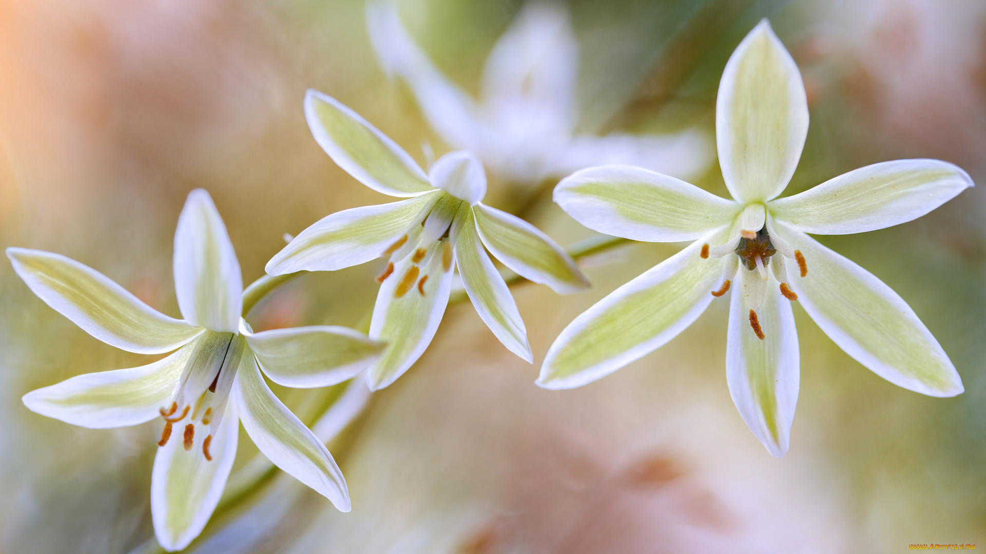 цветы, макро, лепестки, растение