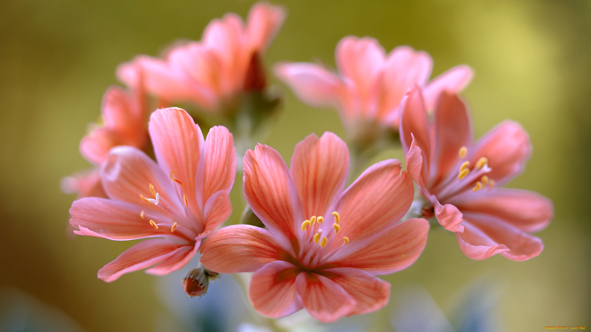 цветы, соцветие, лепестки