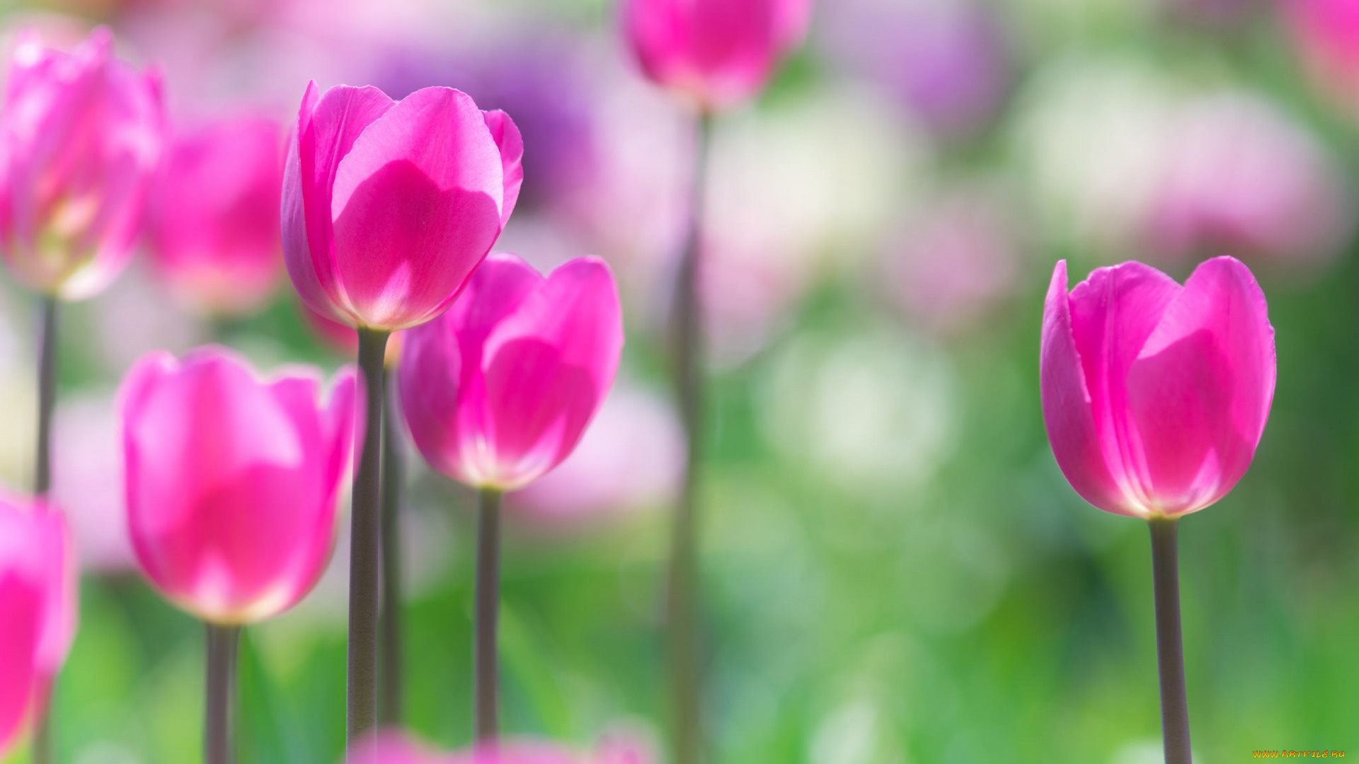 цветы, тюльпаны, лепестки, стебель, луг, весна