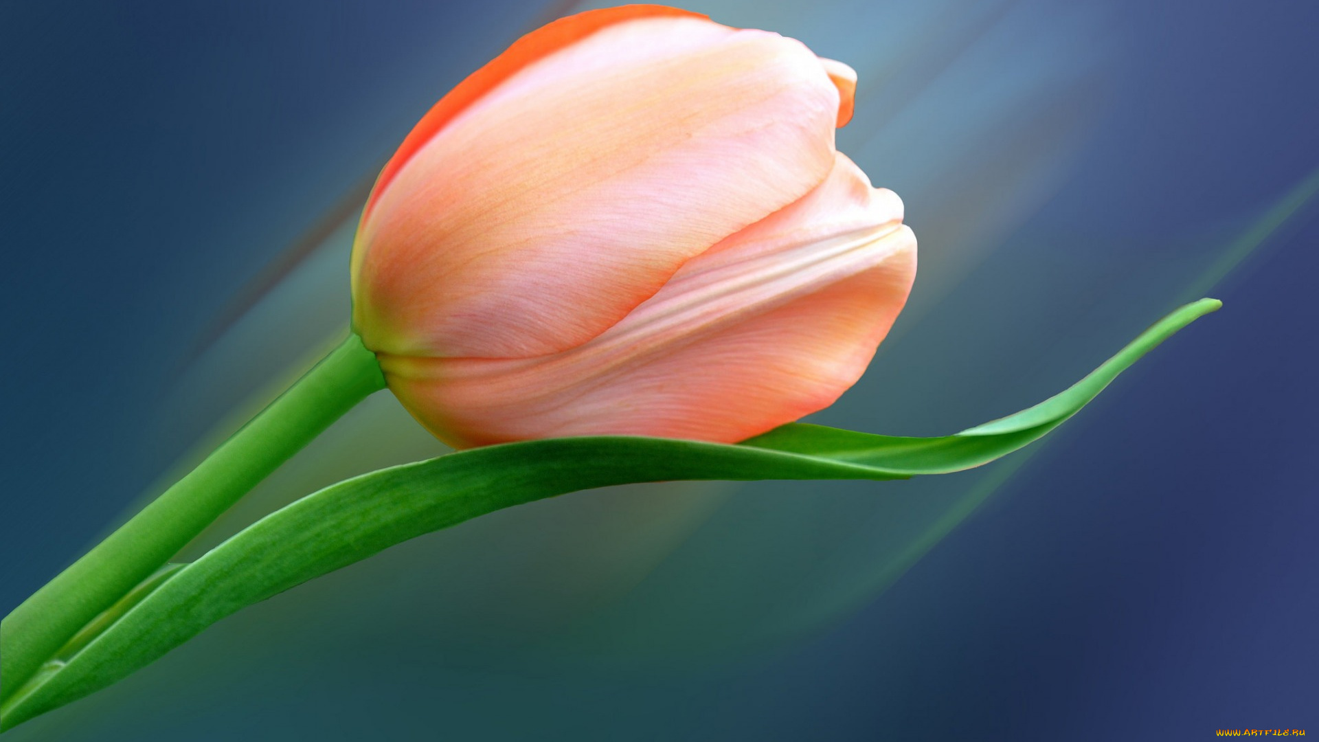 цветы, тюльпаны, лист, лепестки, тюльпан, цветок