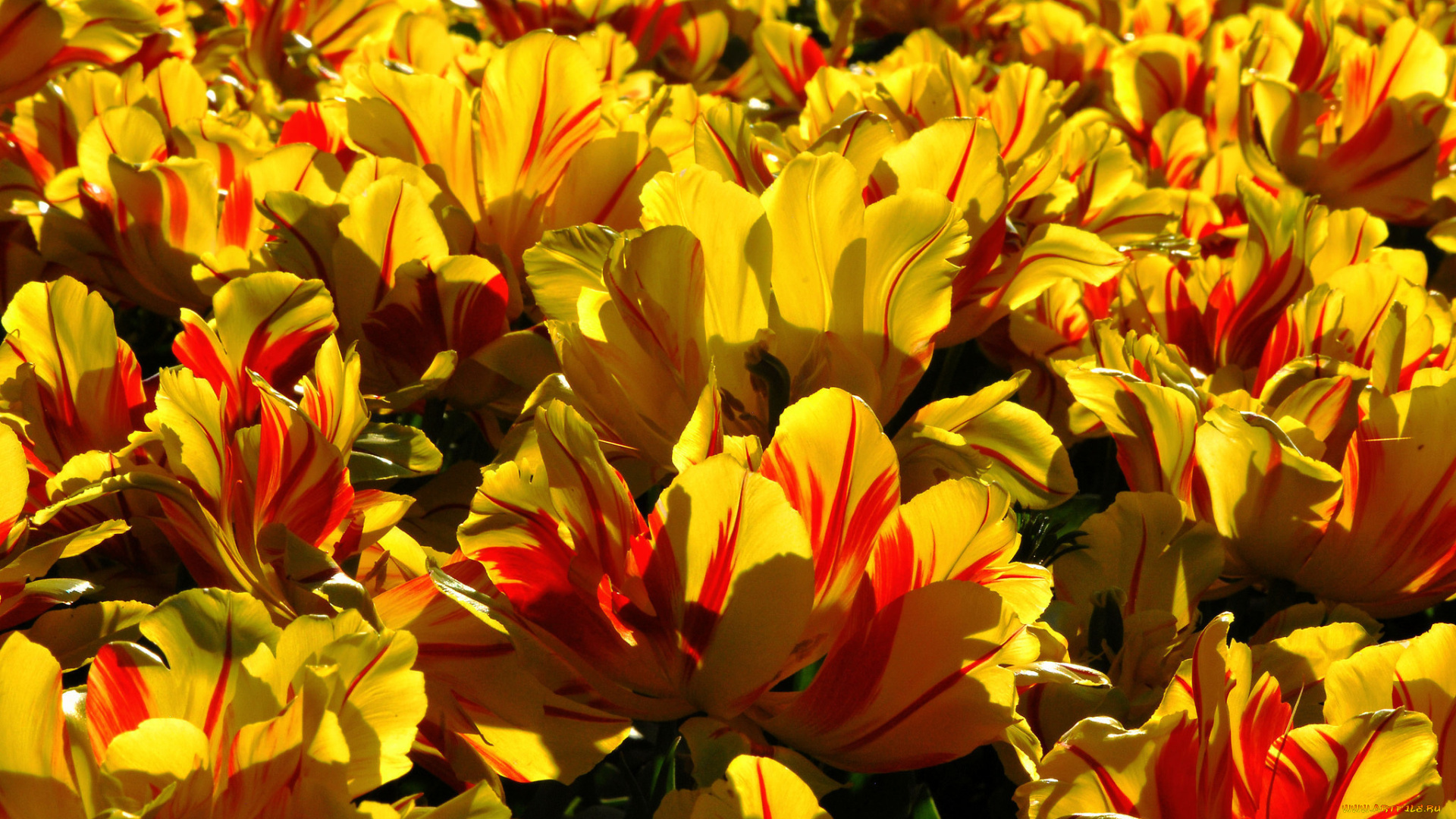 цветы, тюльпаны, луг, сад, краски, лепестки