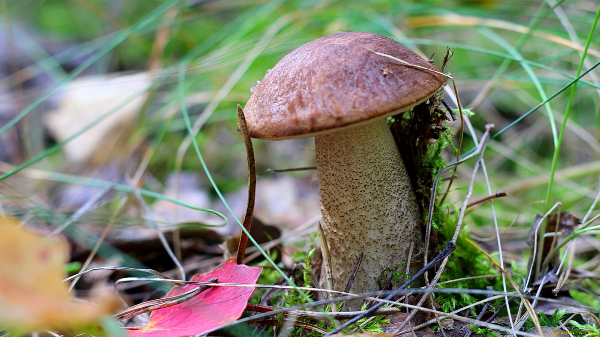 природа, грибы, гриб, подосиновик, трава