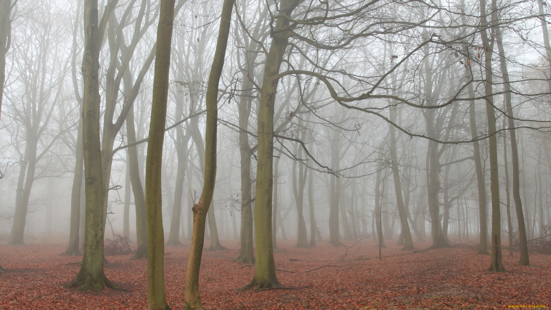 природа, лес, осень