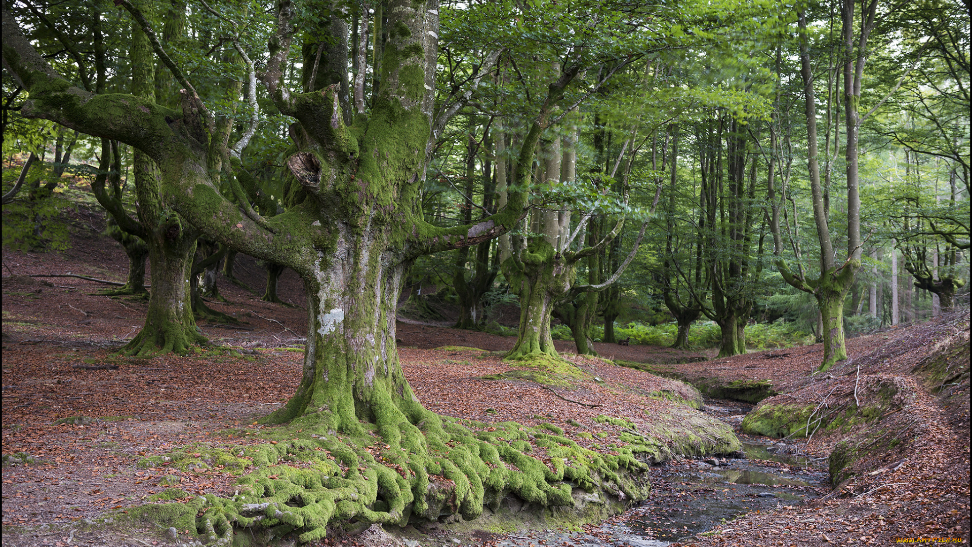 природа, лес, ручей