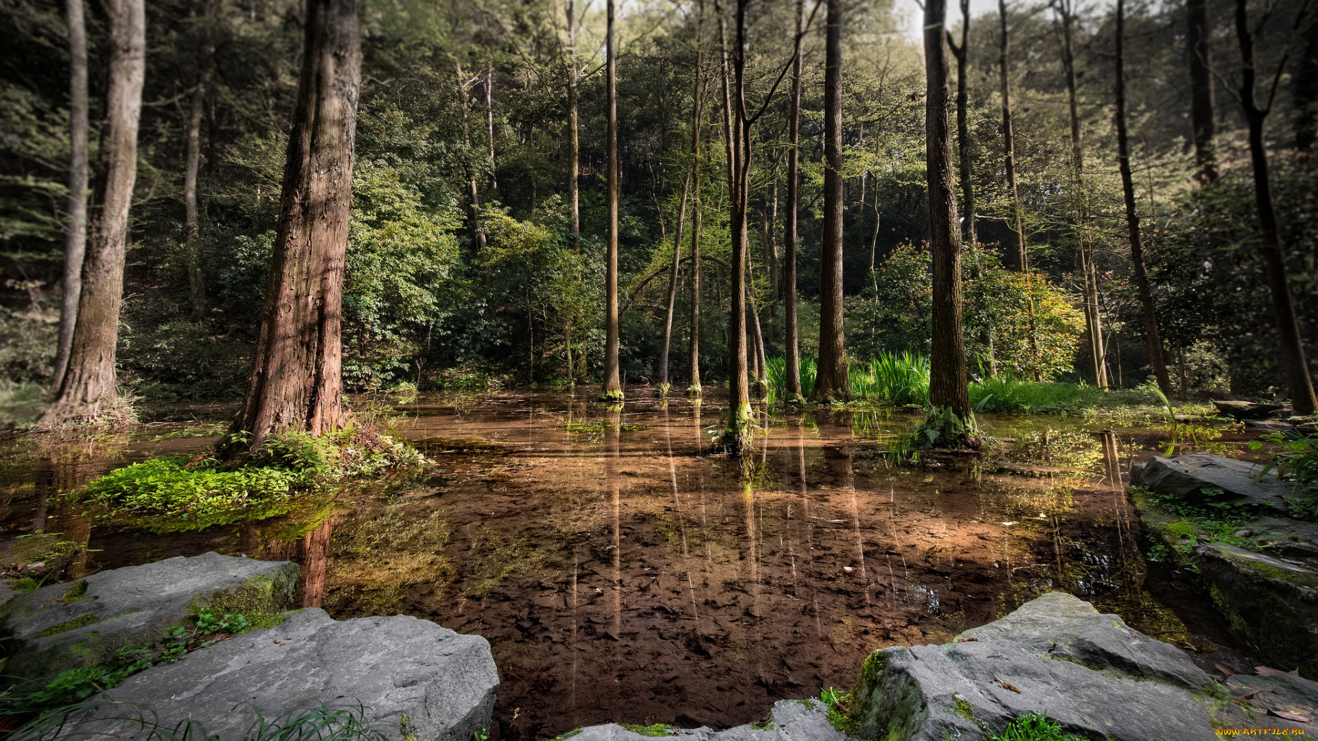 природа, реки, озера, лес, река