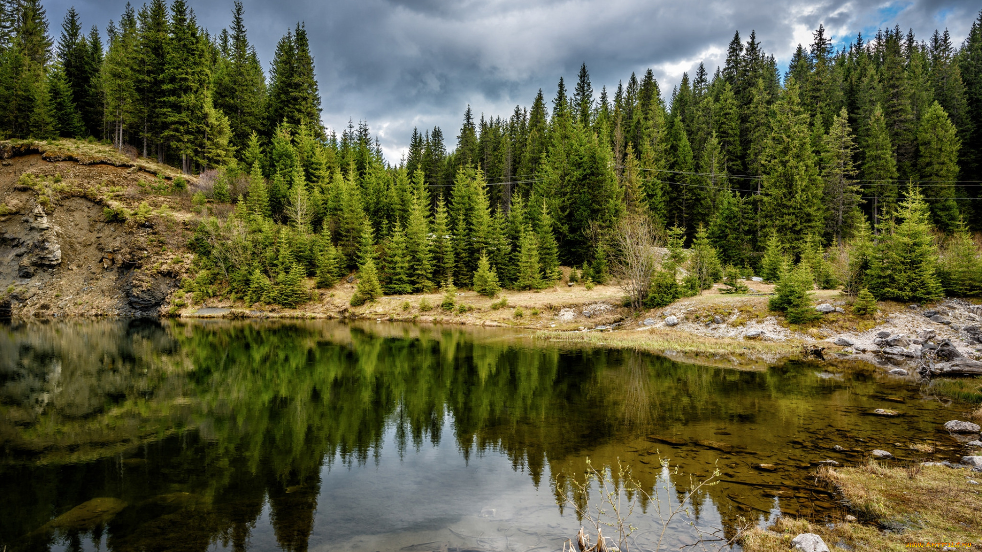 природа, реки, озера, река, лес